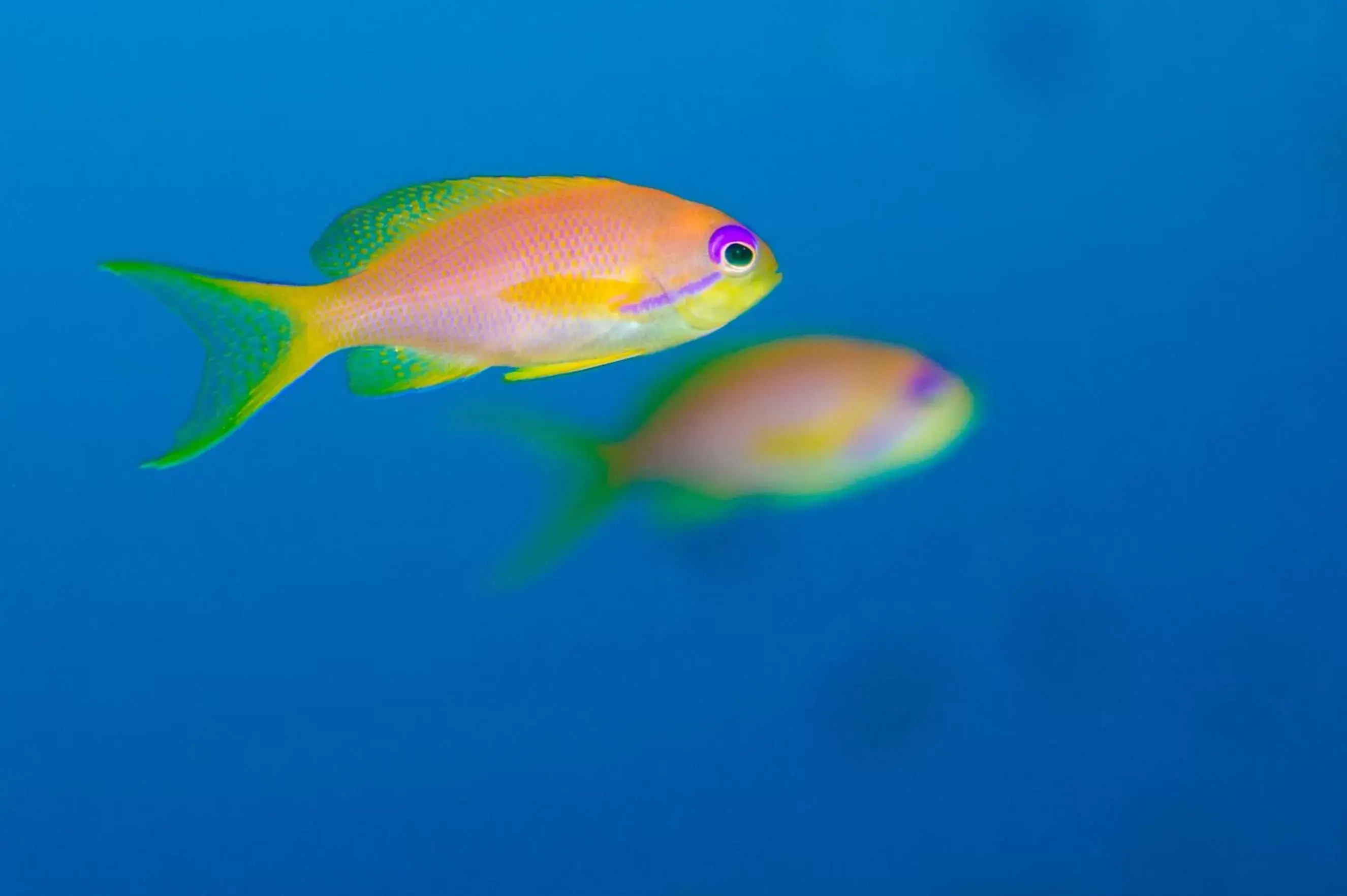 Snorkeling, Other Animals in Coral Sun Beach