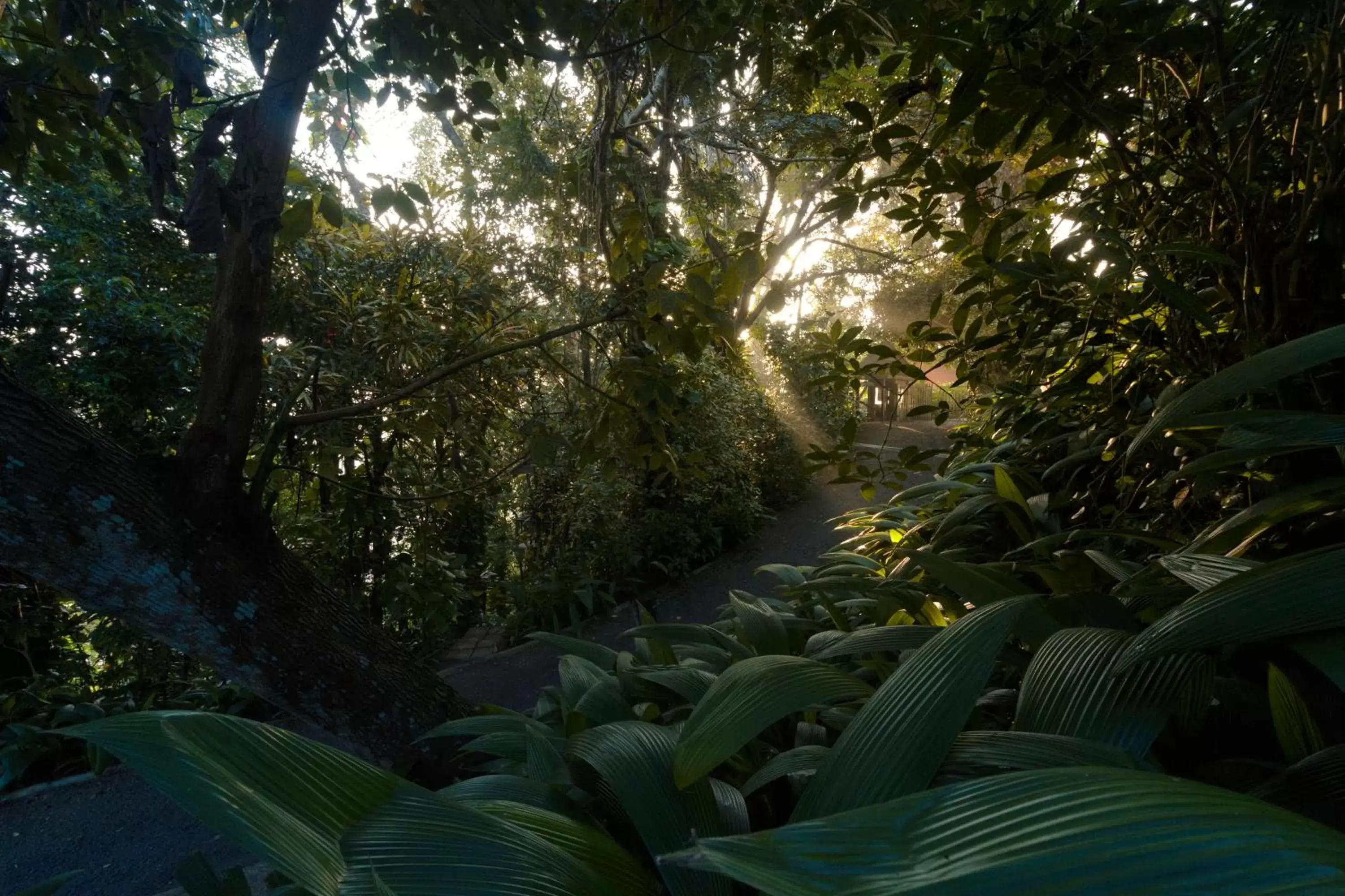 Natural landscape in Kings Pavilion Luxury Hotel