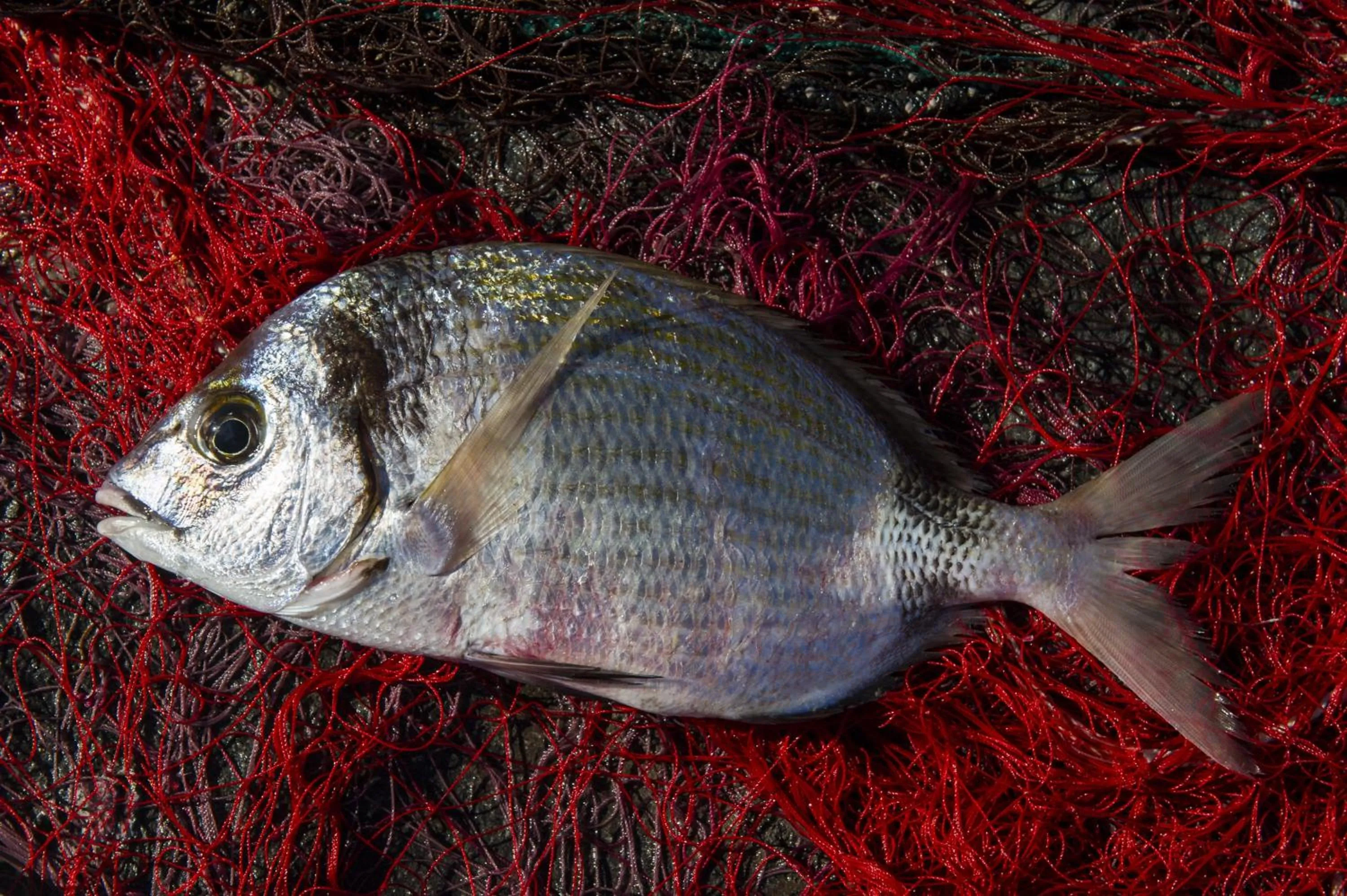 Food in Hotel Villa Ducale