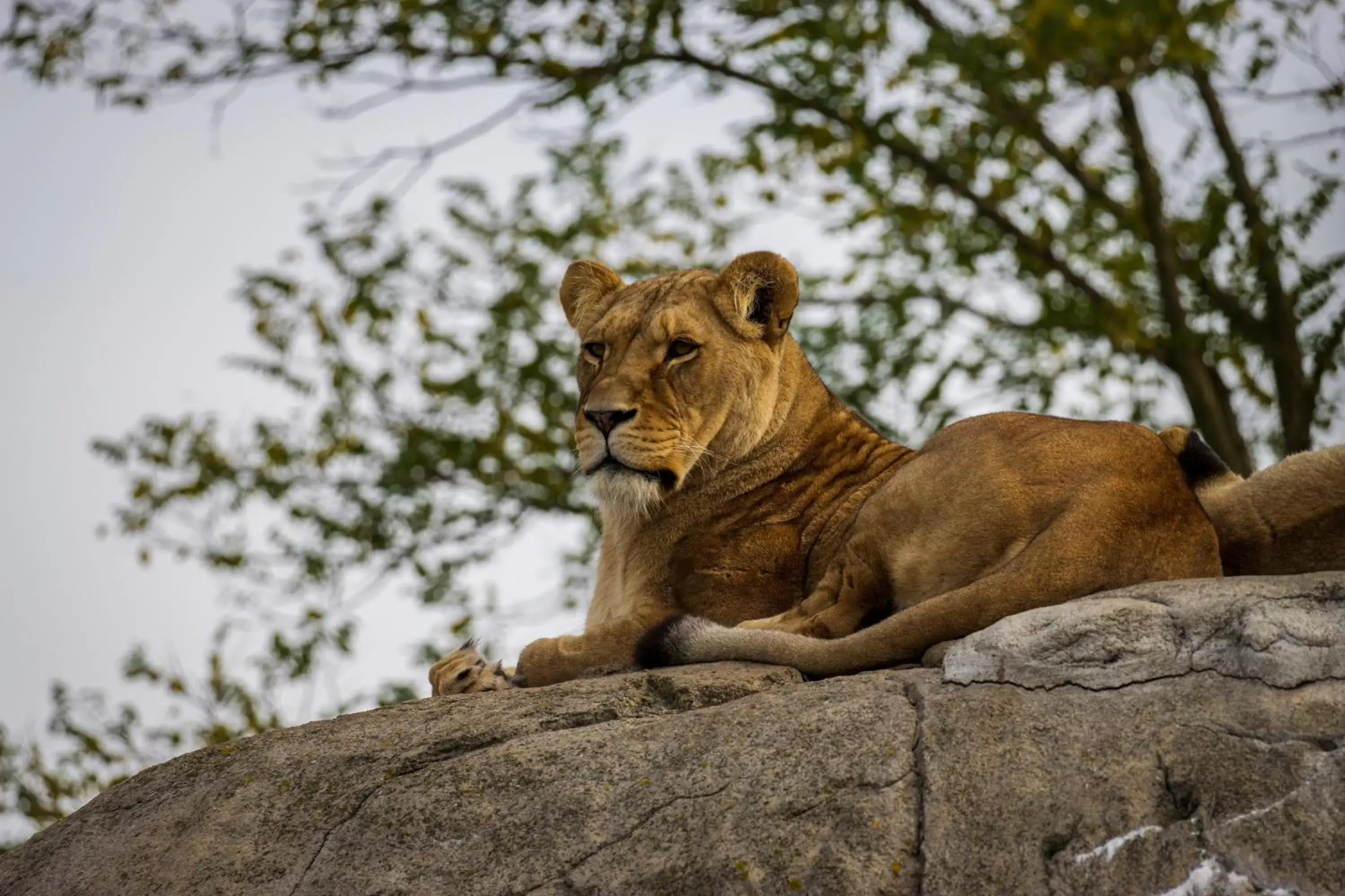 Nearby landmark, Other Animals in Emmen bed and breakfast