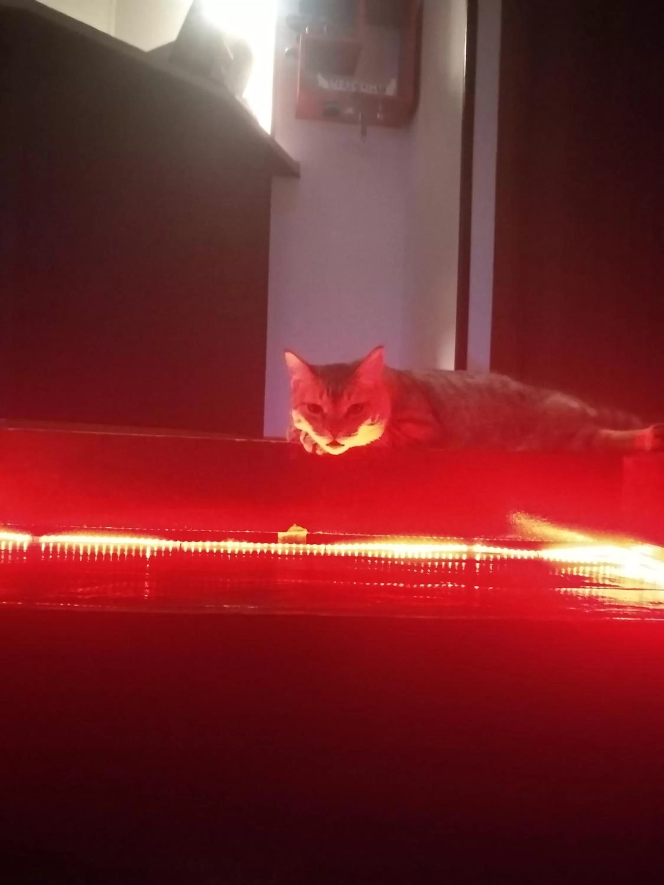 Pets, Bed in Sakura Inn