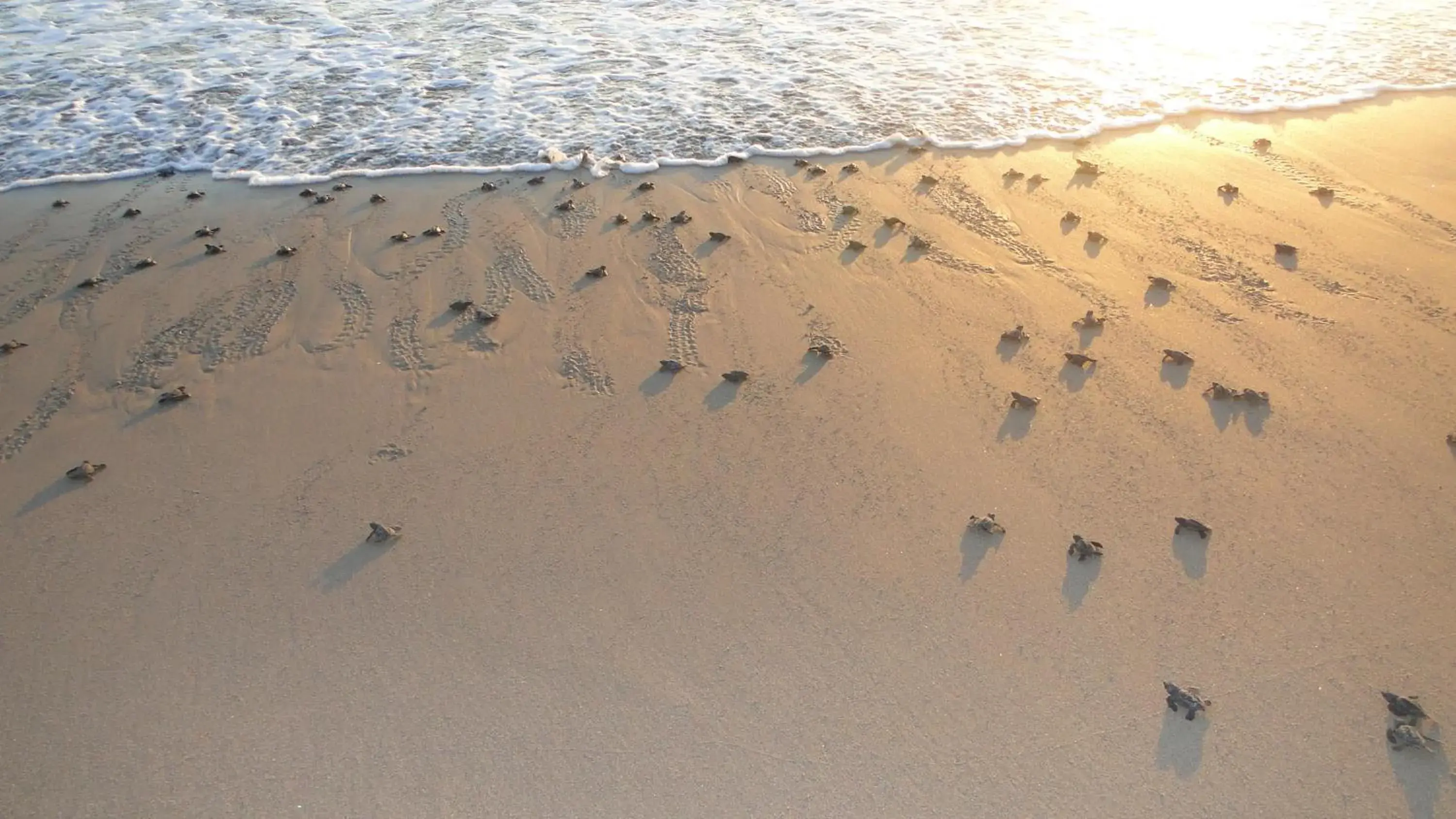 Decorative detail, Beach in Las Villas by Estrella del Mar