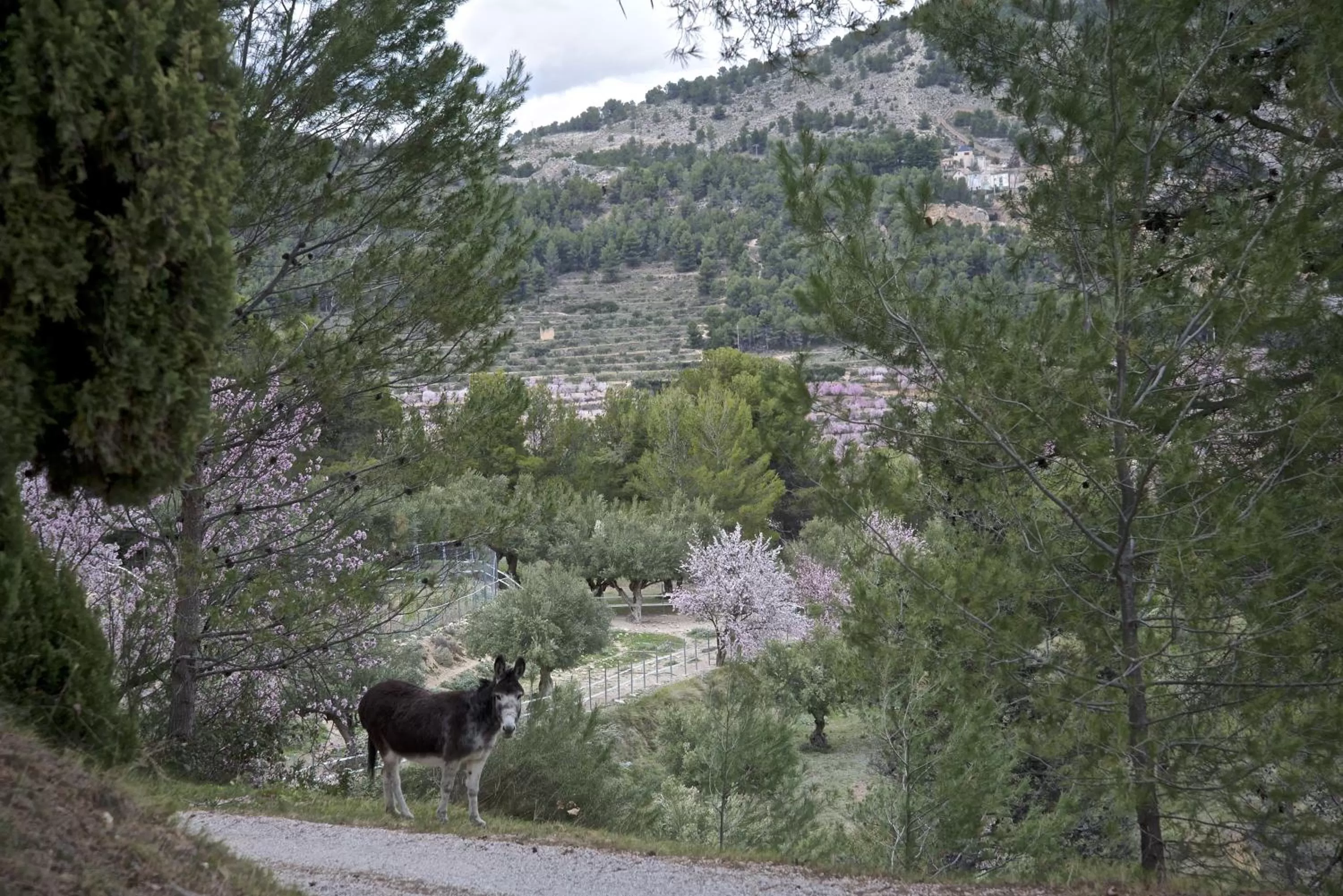 Horse-riding in Eco Hotel con encanto Masía la Mota B&B
