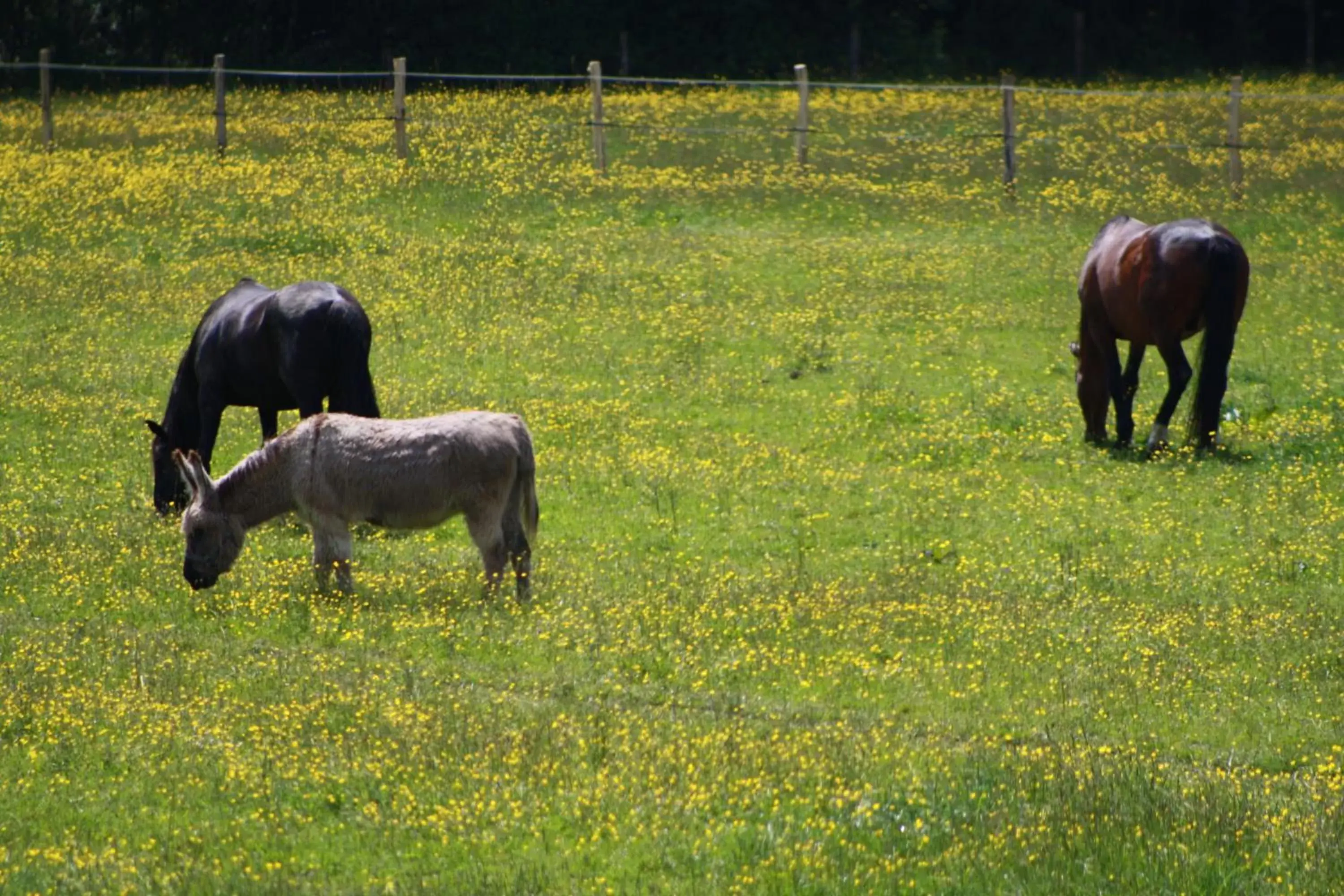 Garden, Other Animals in Chambres et Table d'Hôtes Les Machetières