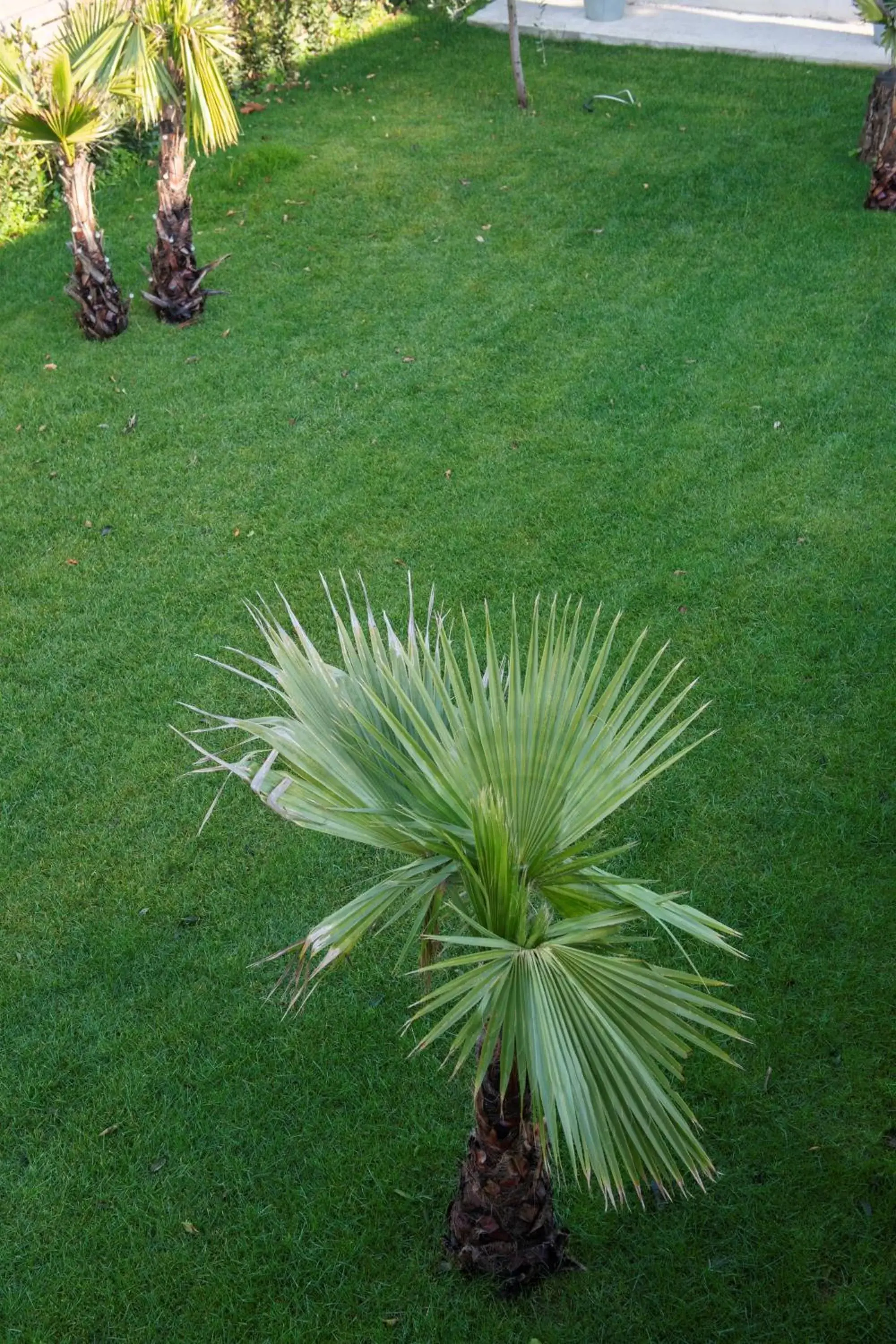 Garden in Domus Porto Di Traiano Resort