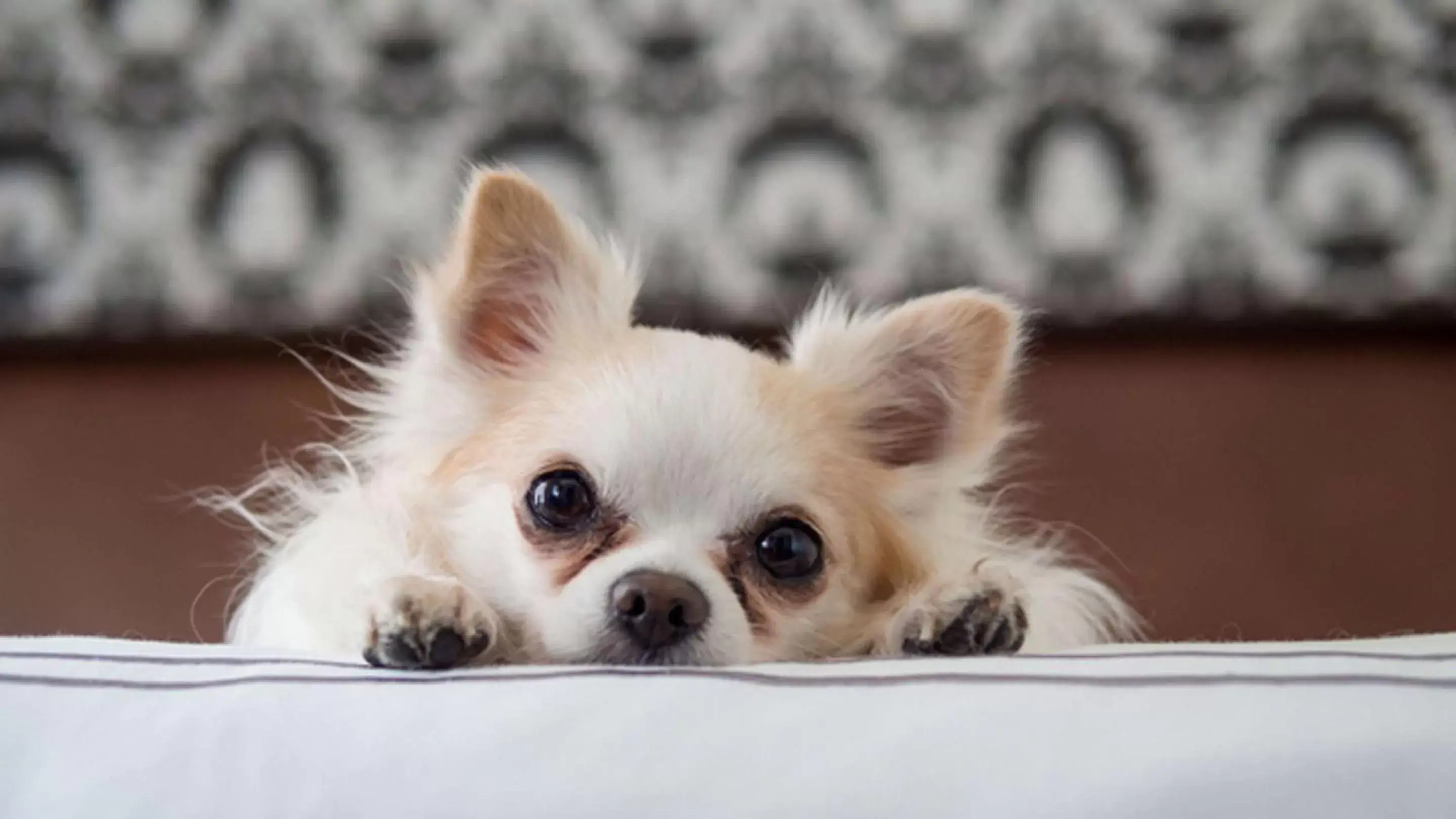 Pets in Wrangler Inn Mobridge