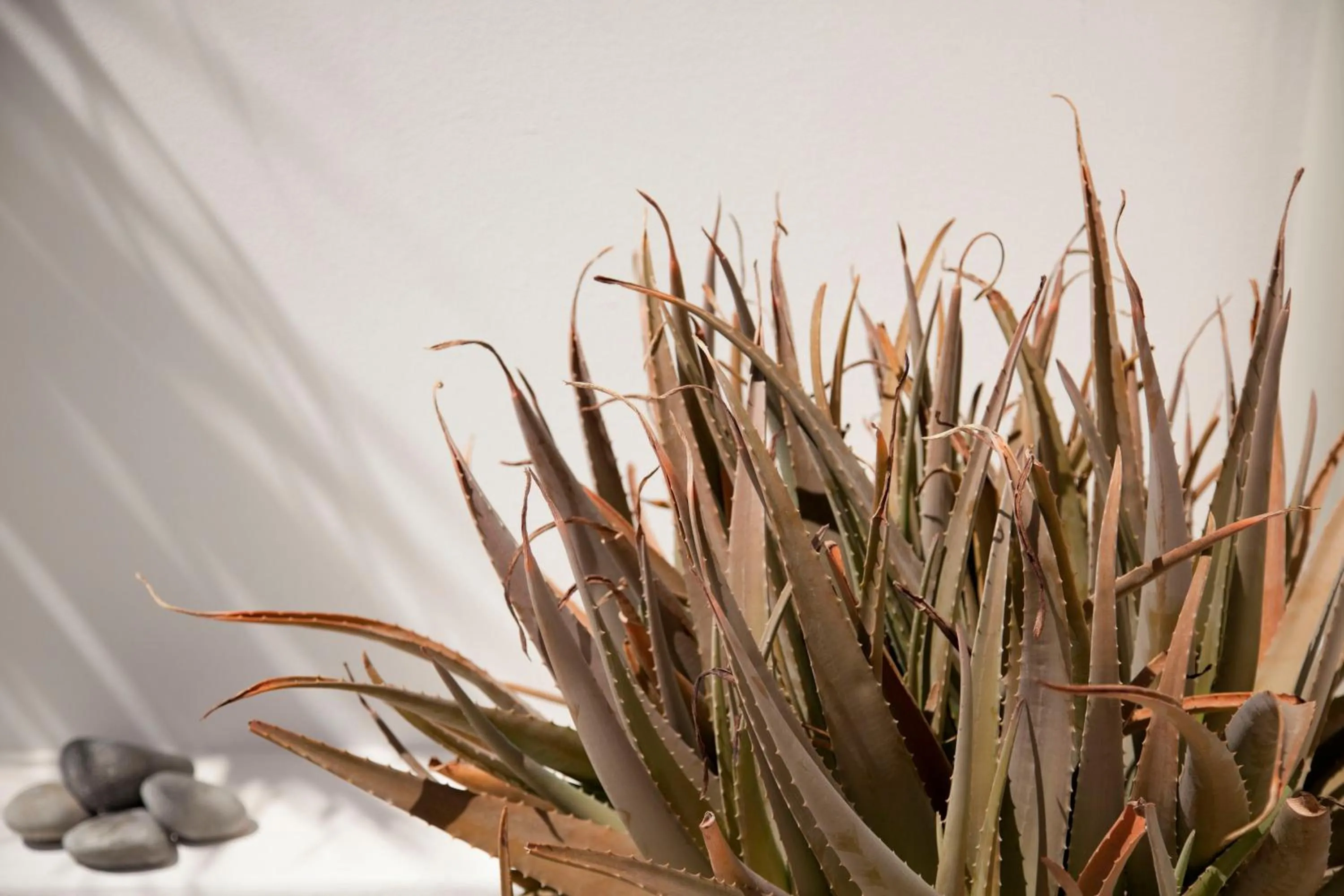 Decorative detail in Hotel Cutimare - Aeolian Charme