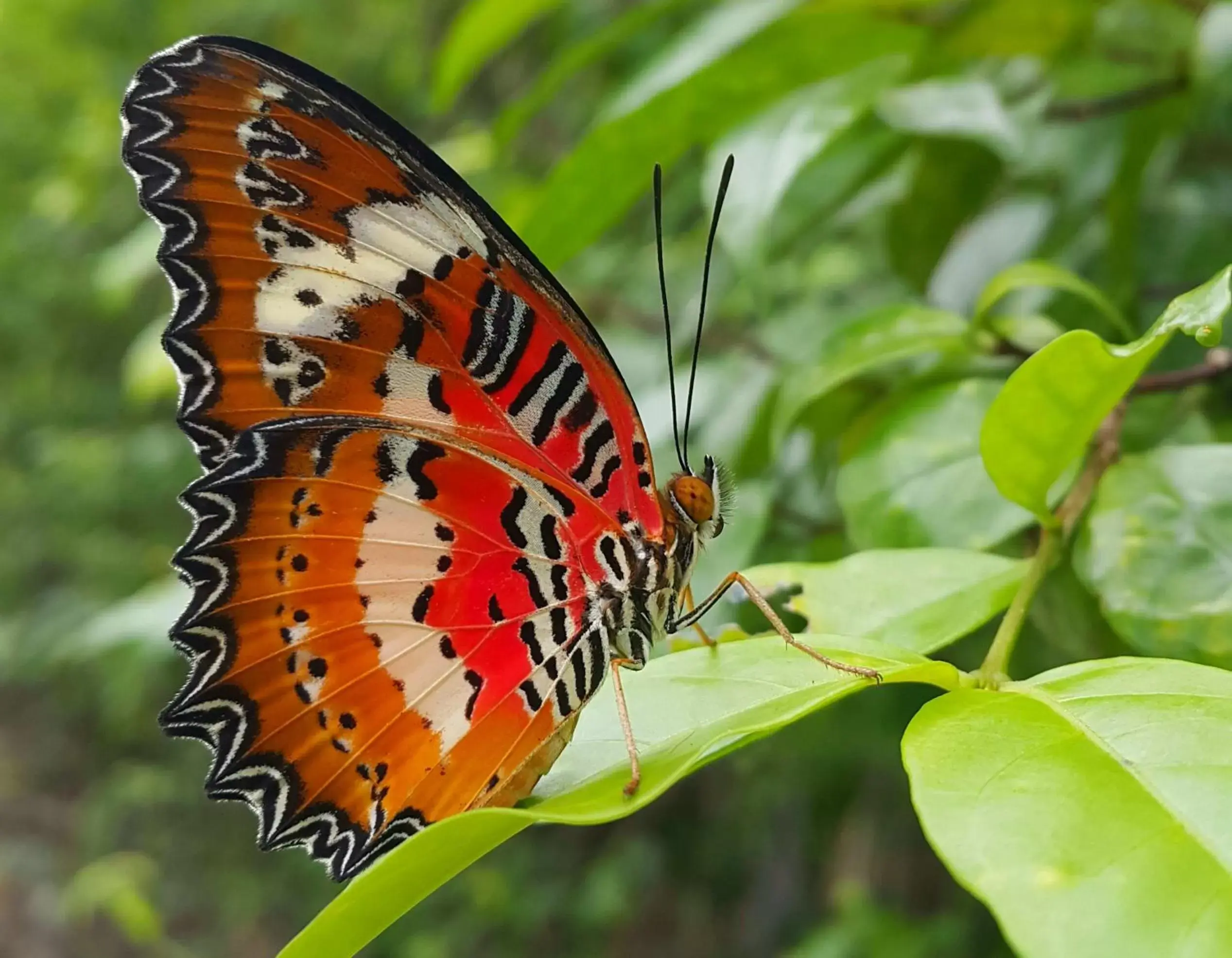 Natural landscape, Other Animals in Na Sook Resort