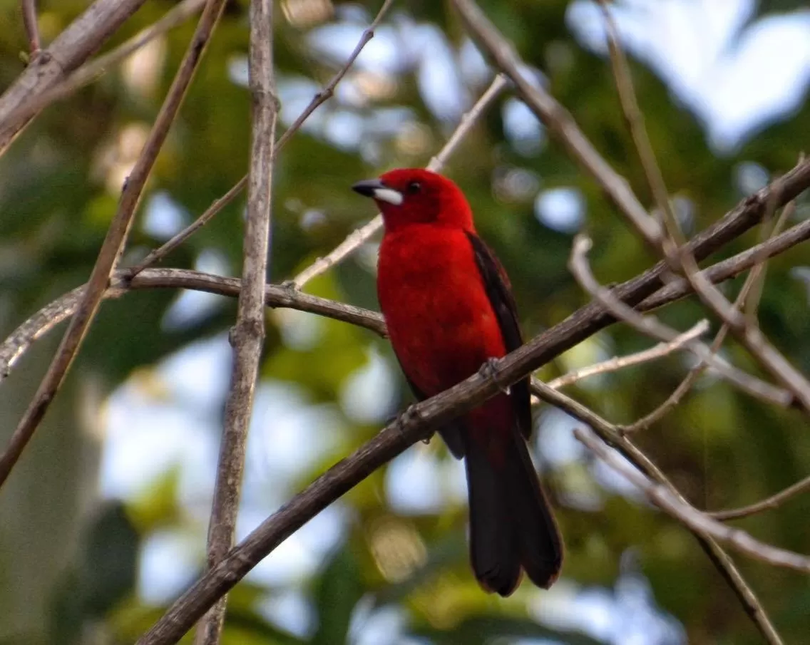 Pousada Canto Bella Terra