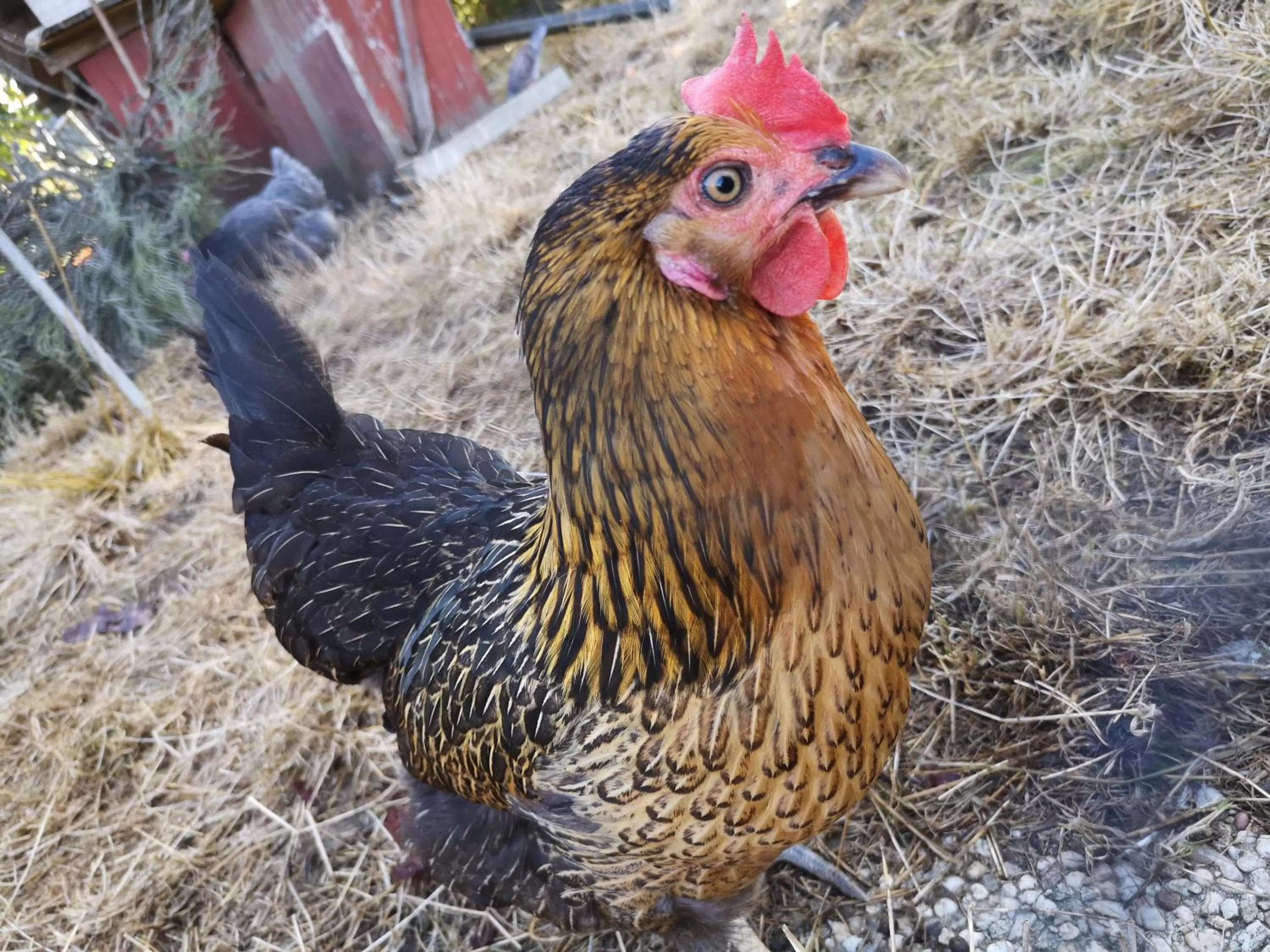 Other Animals in Domaine de la Borde