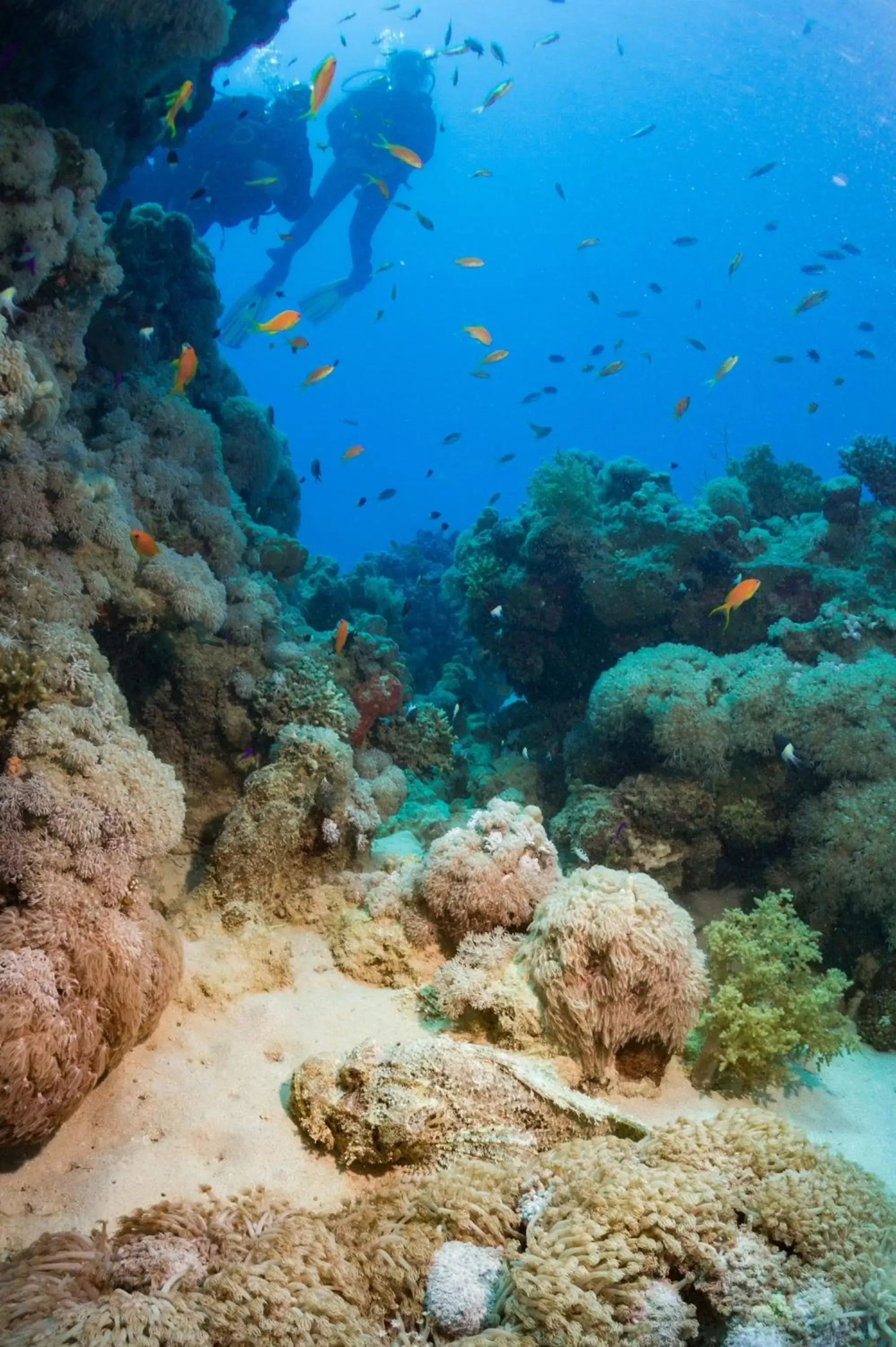 Snorkeling, Natural Landscape in Coral Sun Beach