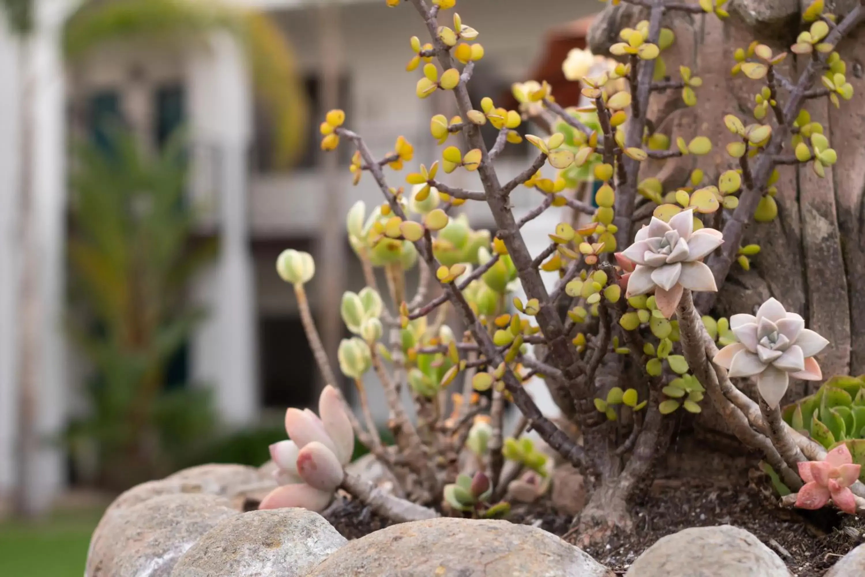 Natural landscape in Oxford Suites Pismo Beach