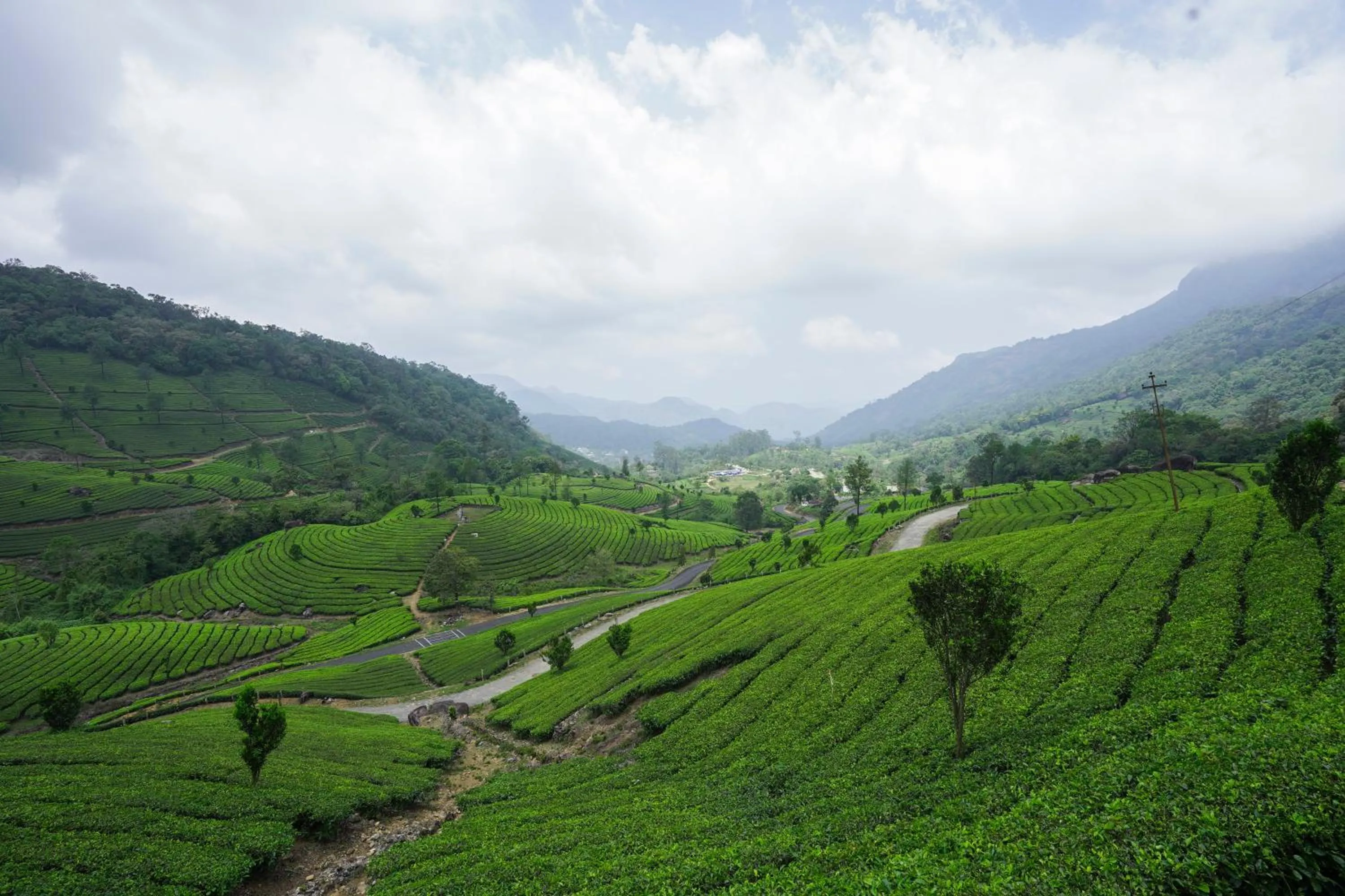 Natural landscape in Tea Valley Resort, Munnar