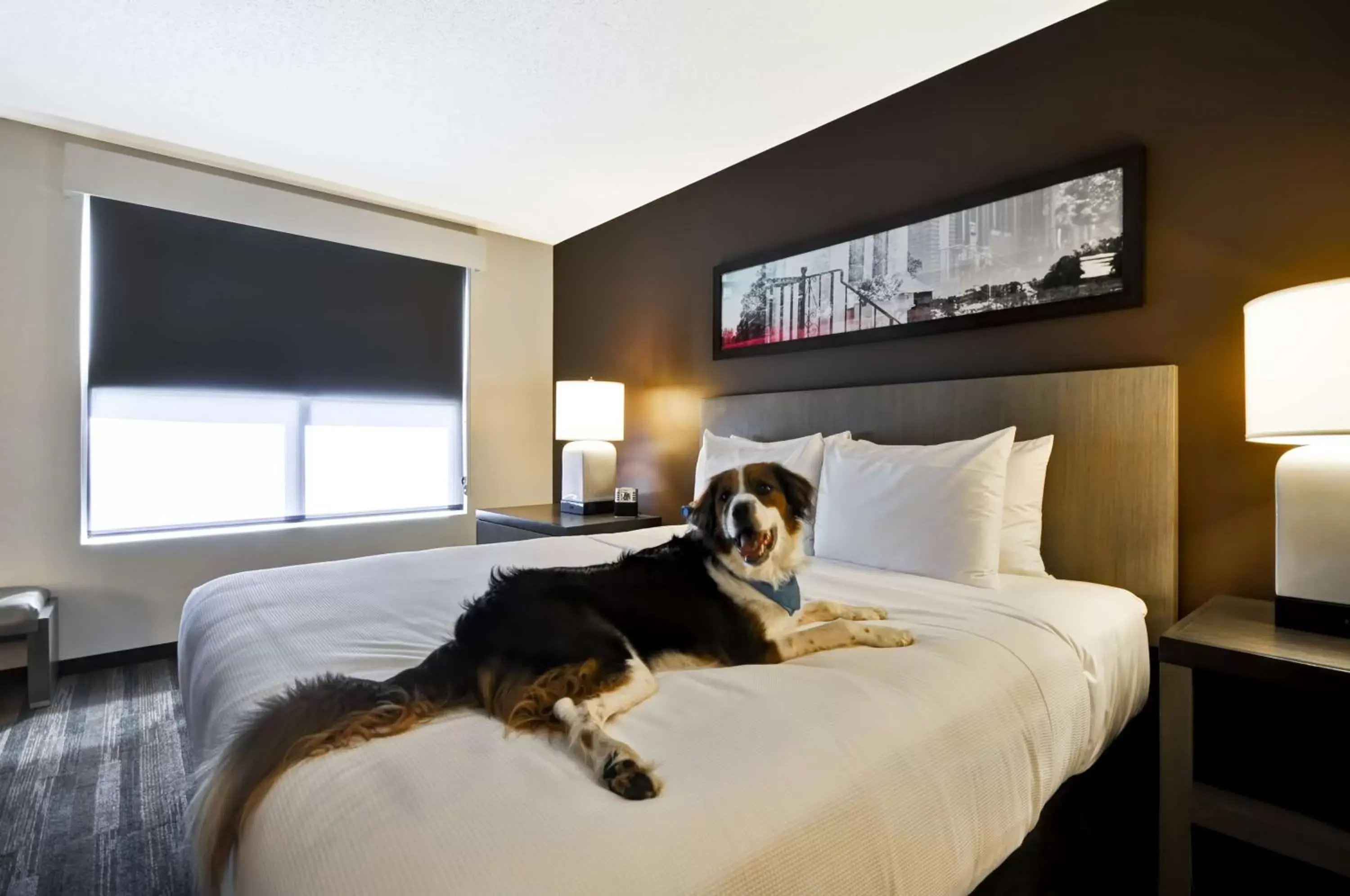 Photo of the whole room, Pets in Hyatt House Atlanta Cobb Galleria