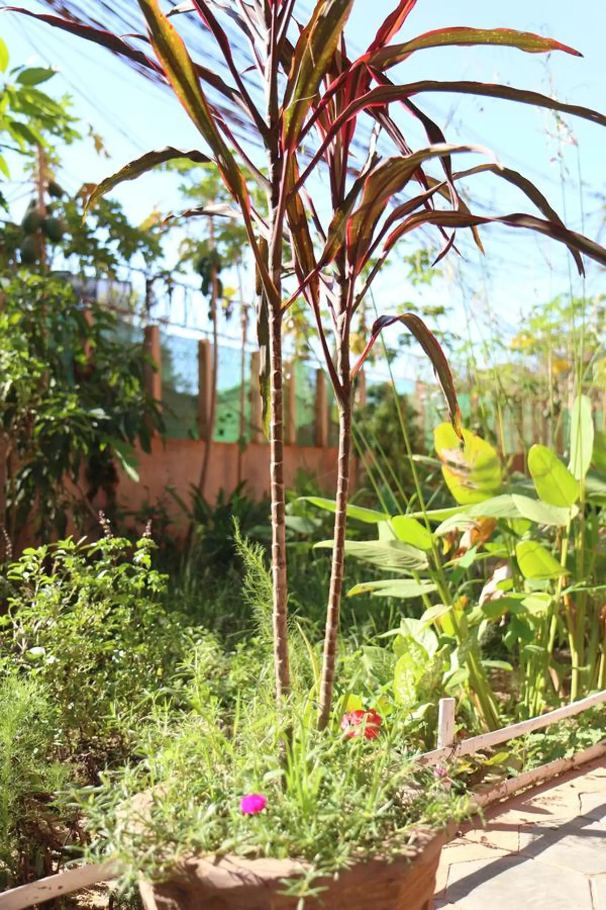 Property building, Garden in Eco-Home