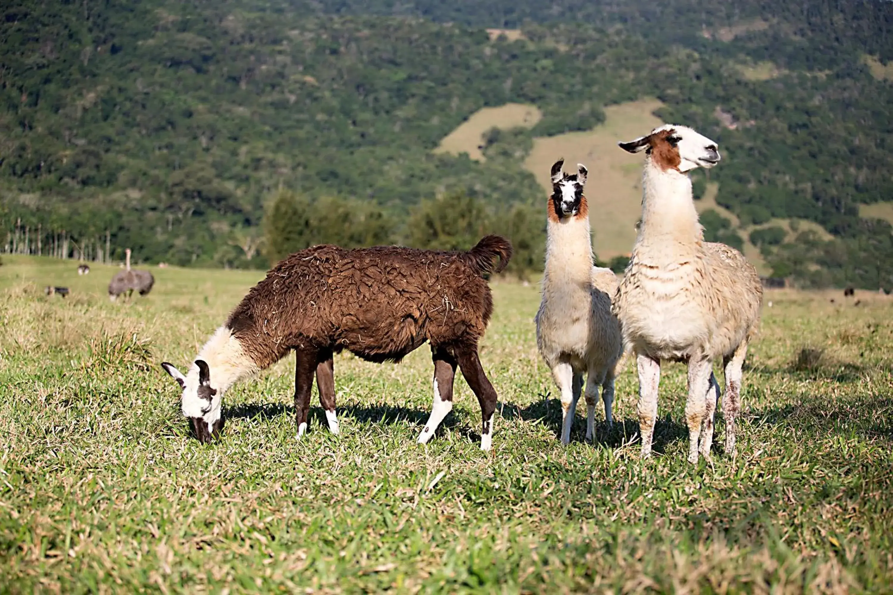 Animals, Other Animals in Hotel Portobello Resort & Safari