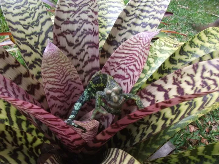 Garden, Other Animals in Aloha Crater Lodge