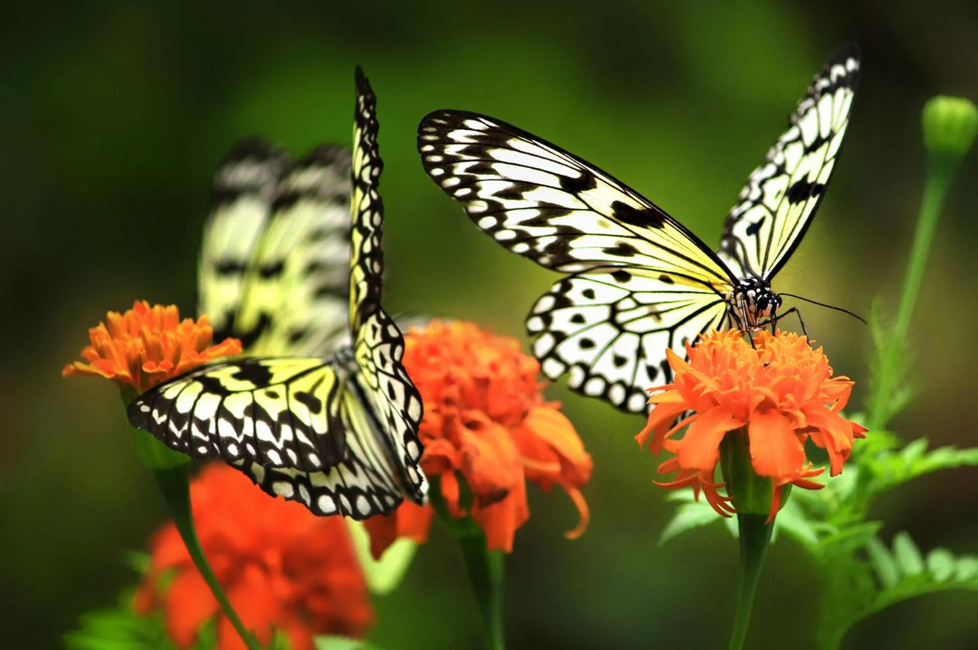 Animals in Eden Nature Park and Resort