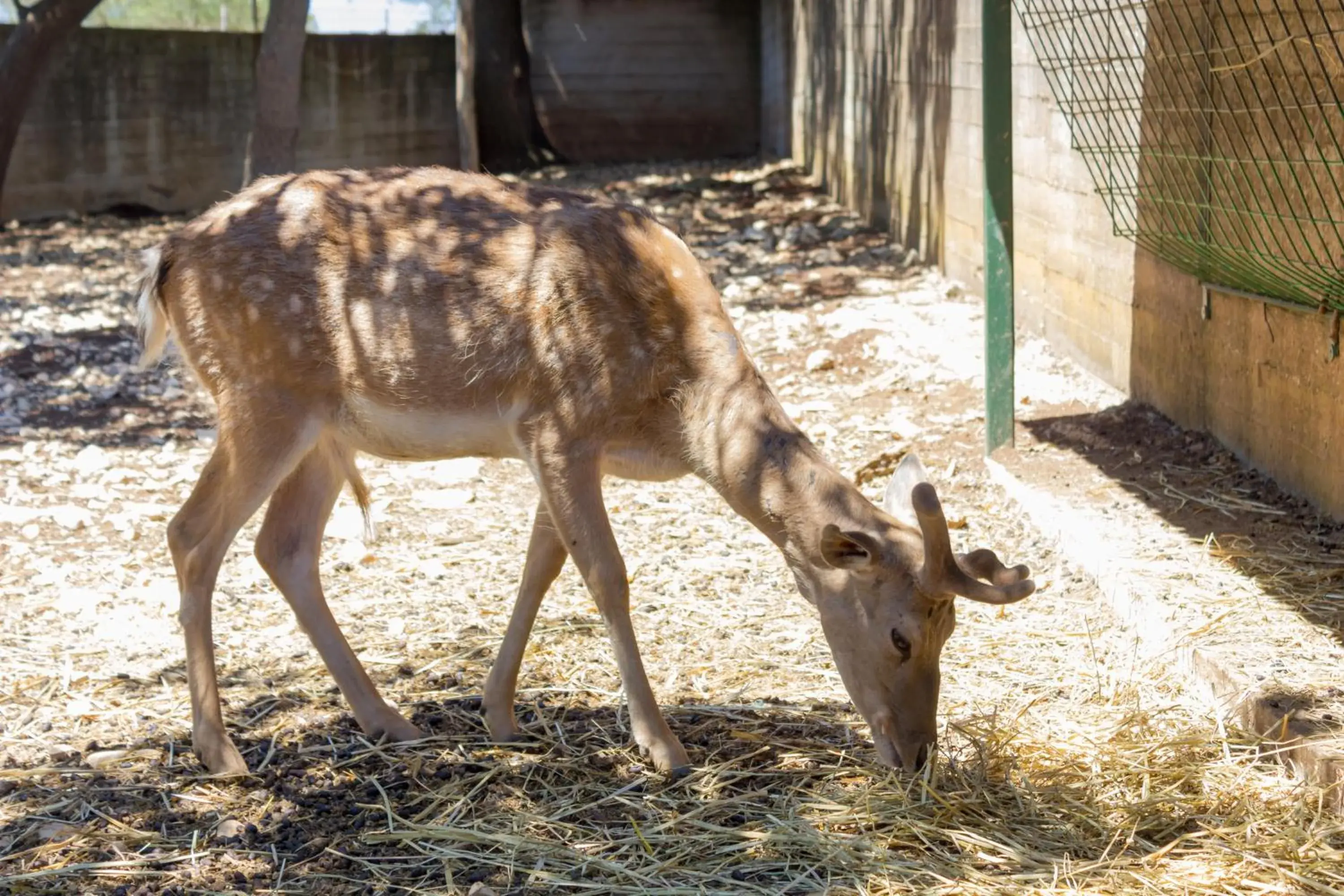 Property building, Other Animals in Agriturismo Fasano