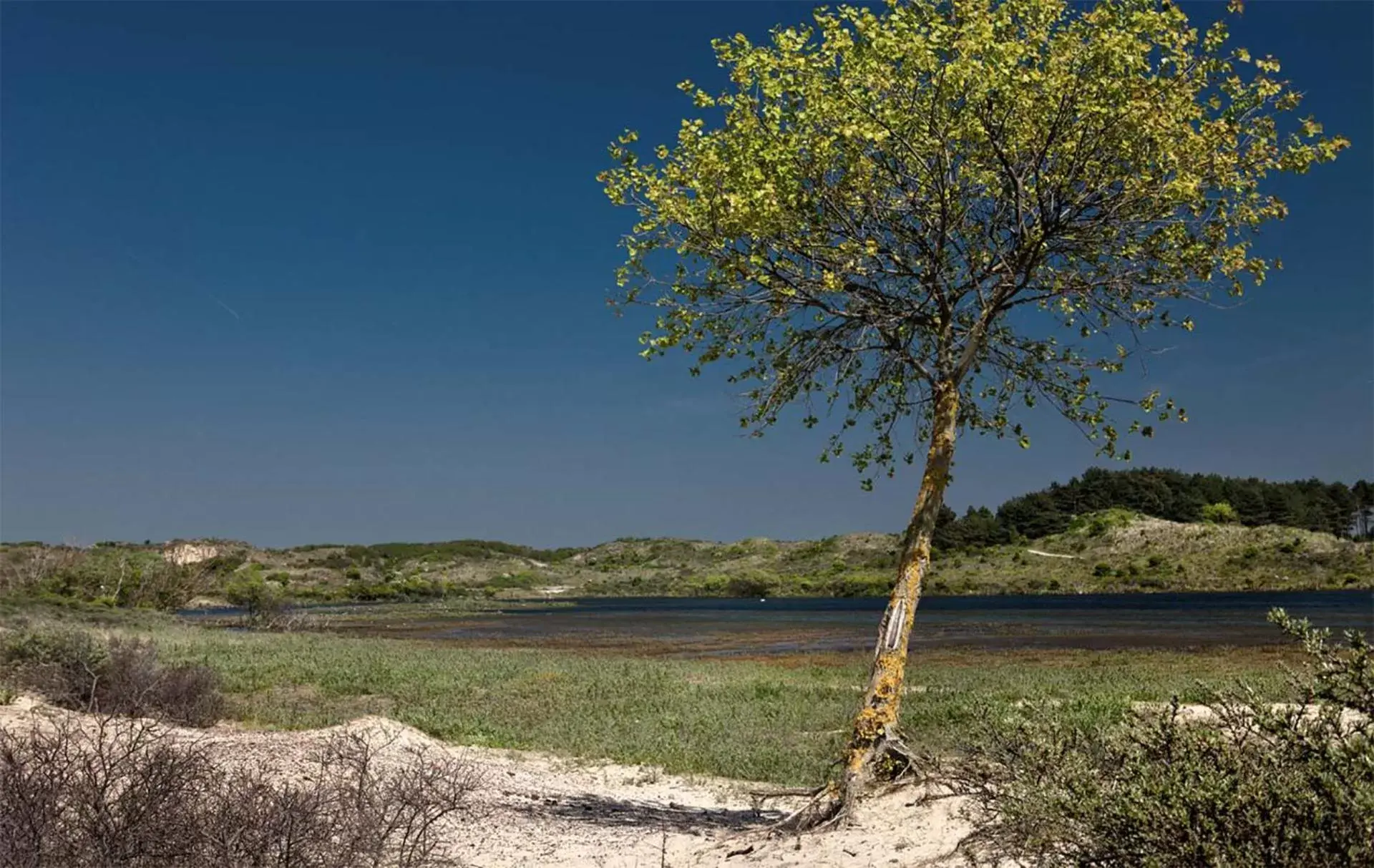 Natural landscape in Hotel Bleecker