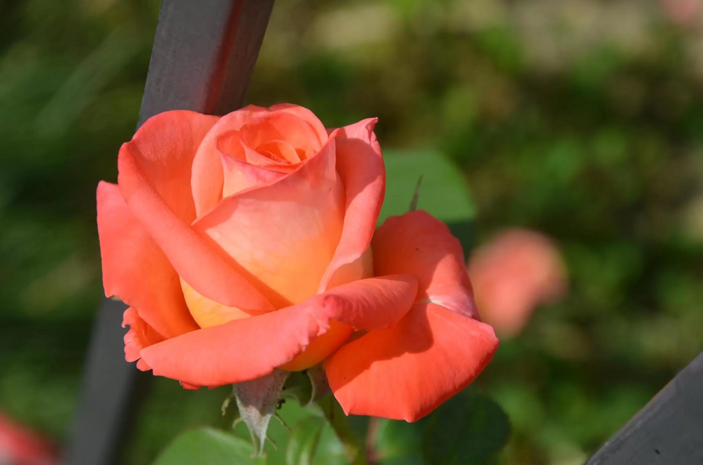 Decorative detail in Il Torrione