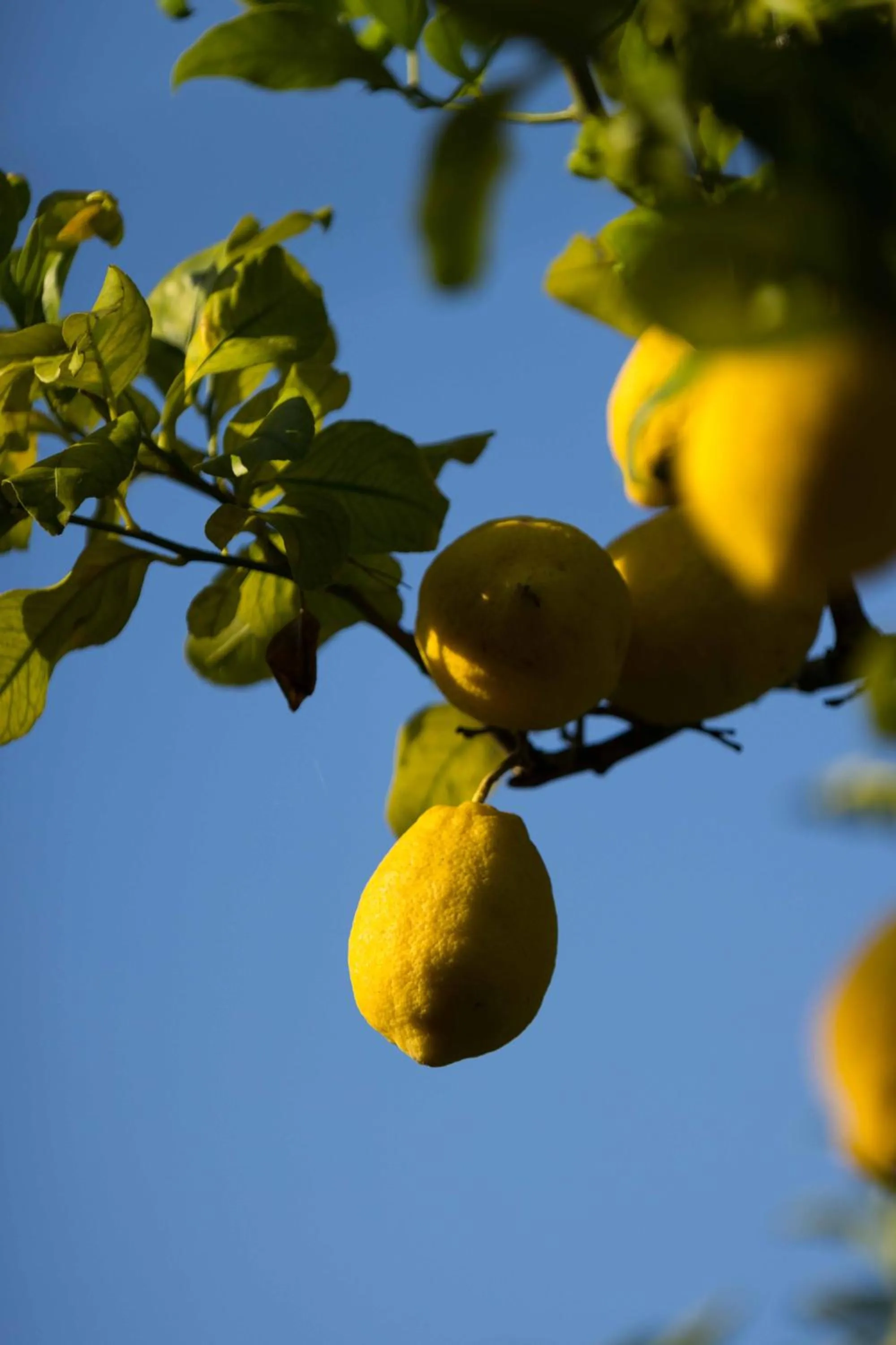 Garden in Grand Hotel Cocumella