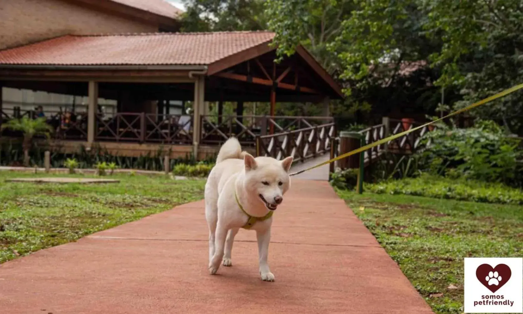 Animals, Pets in Village Cataratas