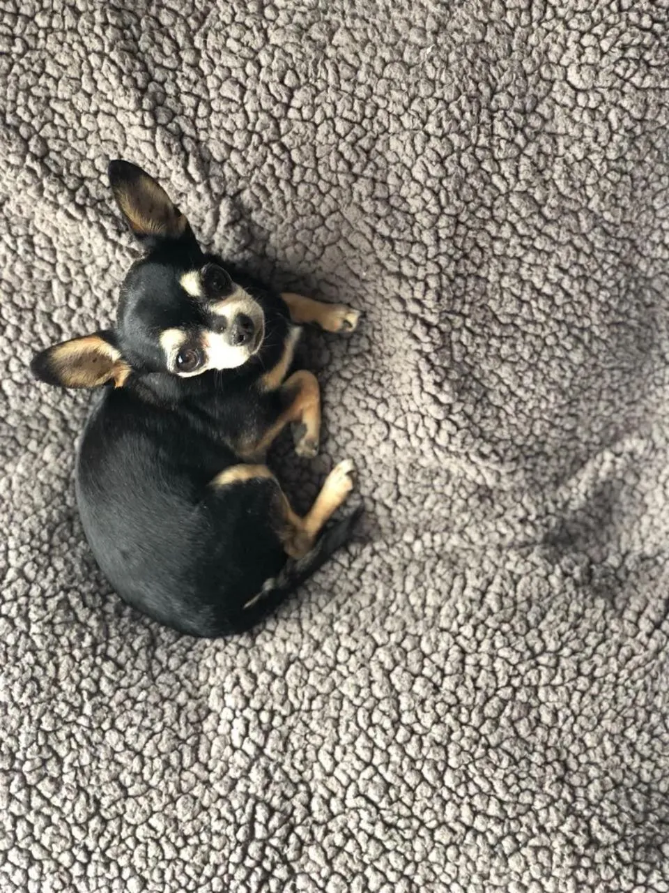 Pets in Hotel Helverica