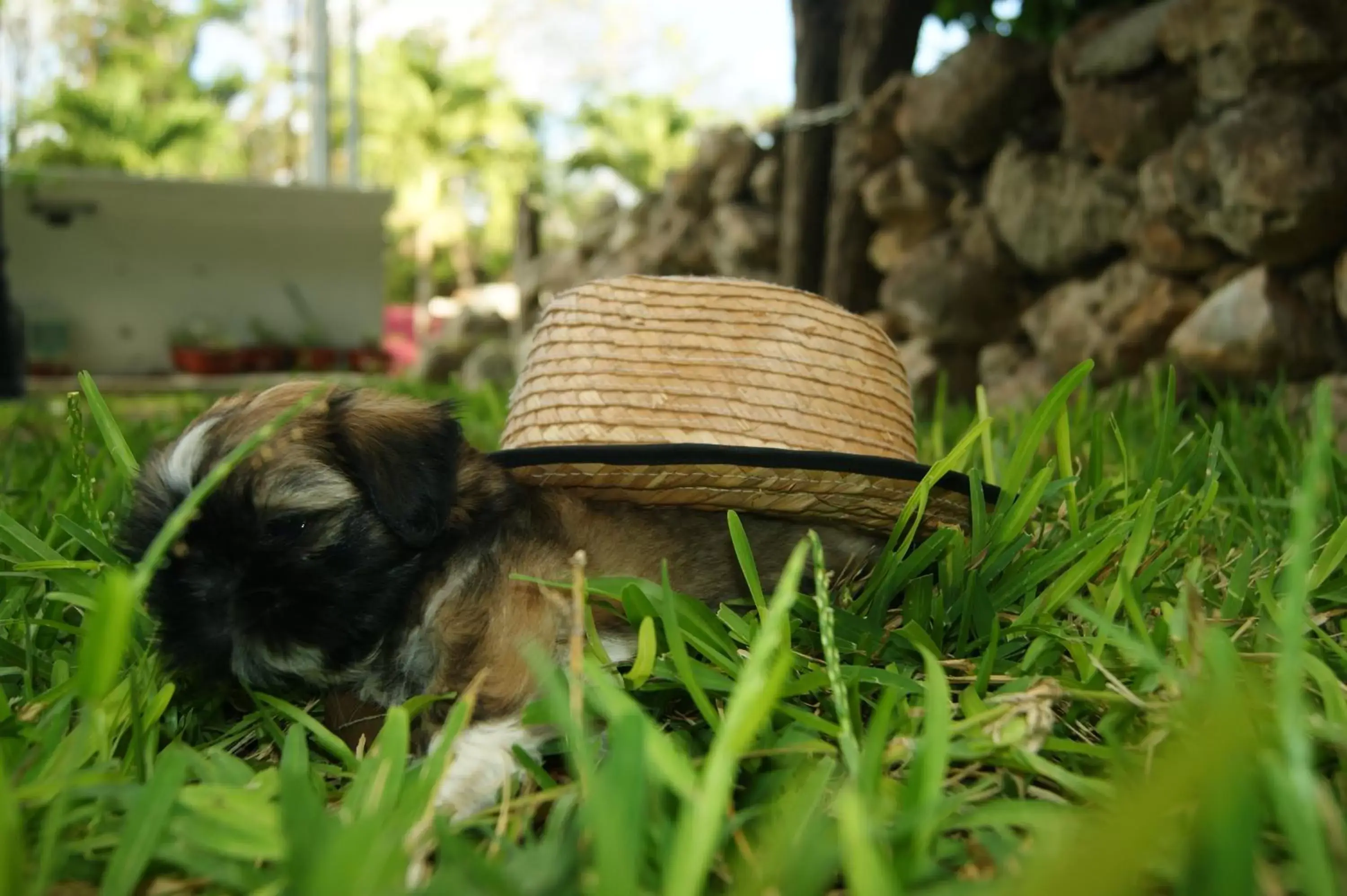 Pets in Hotel Pancho Villas Bacalar Vista a Laguna