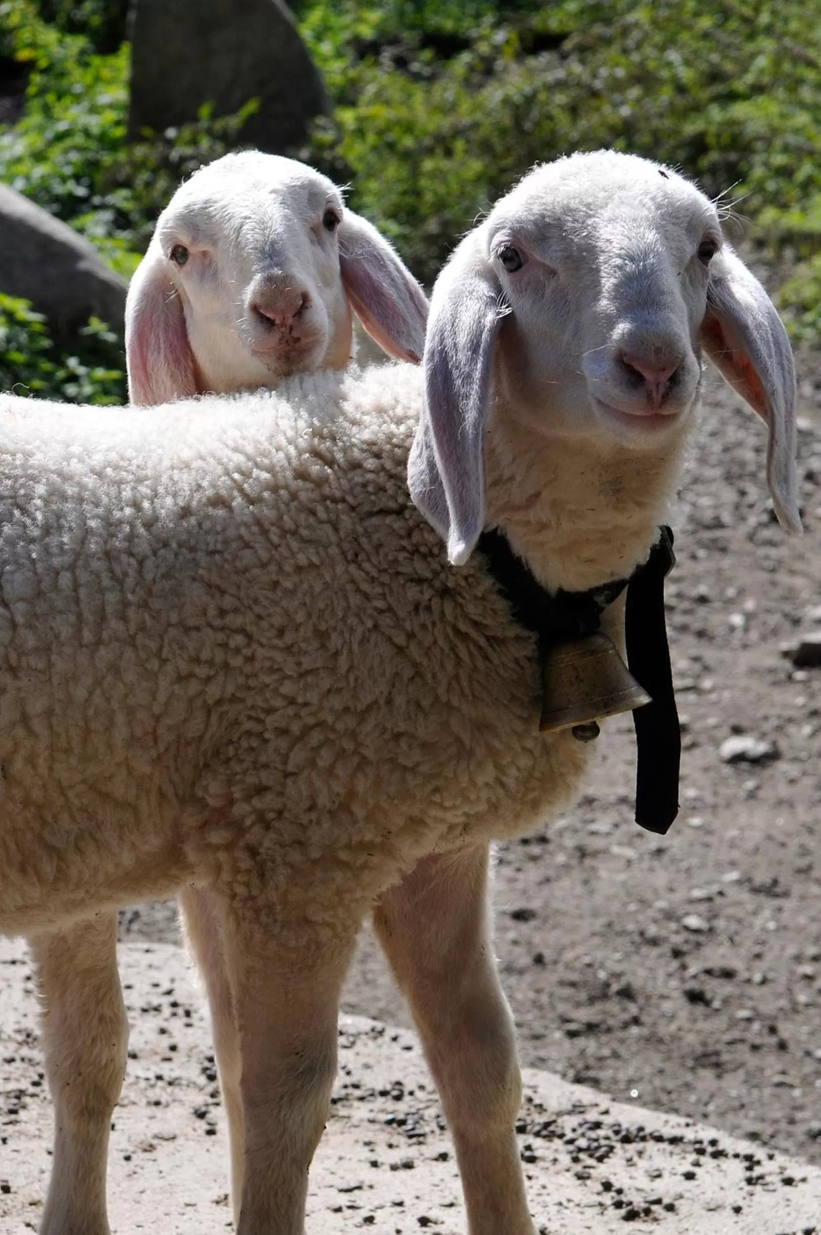 Animals, Other Animals in Residence Obermoarhof