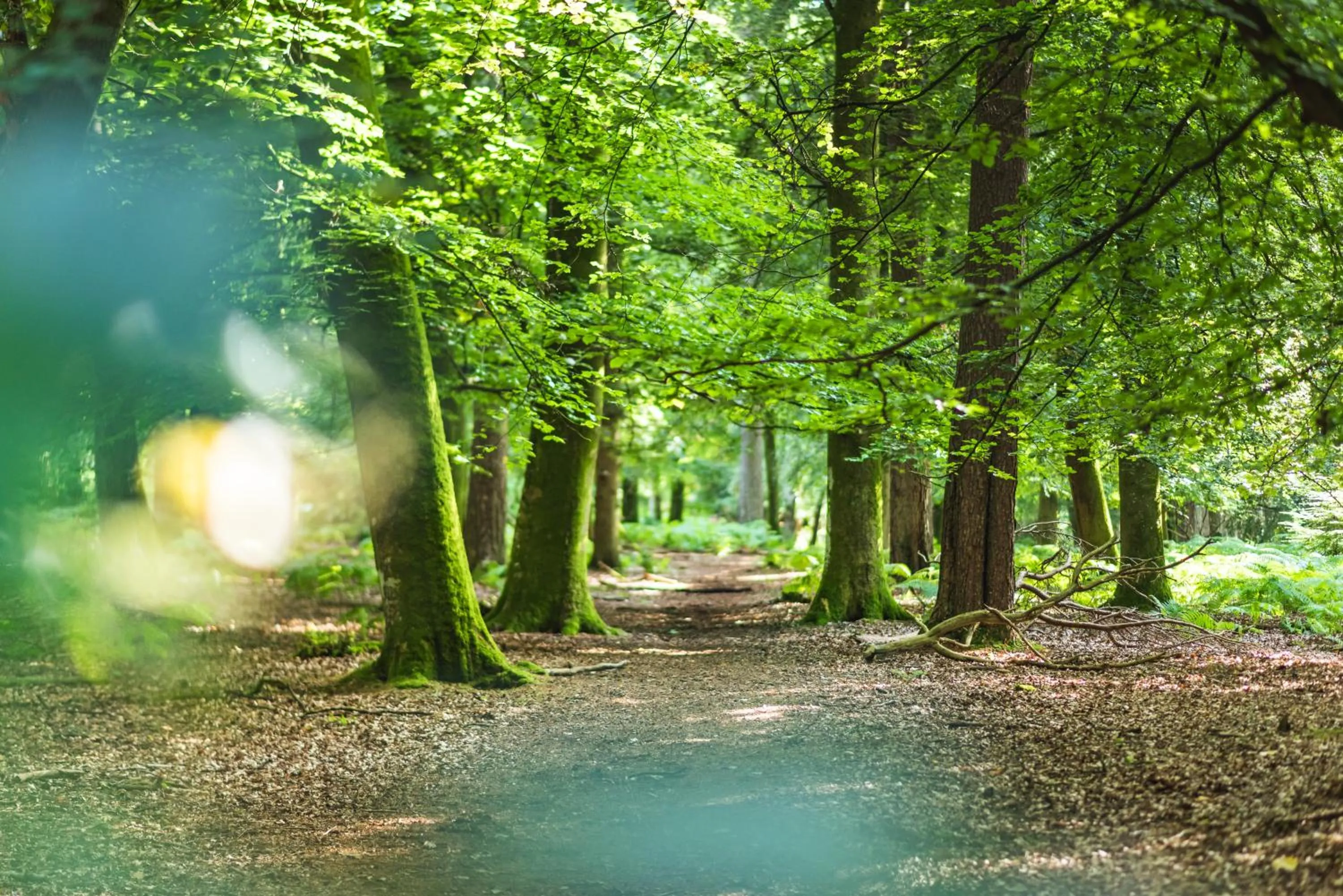 Other in Bartley Lodge Hotel