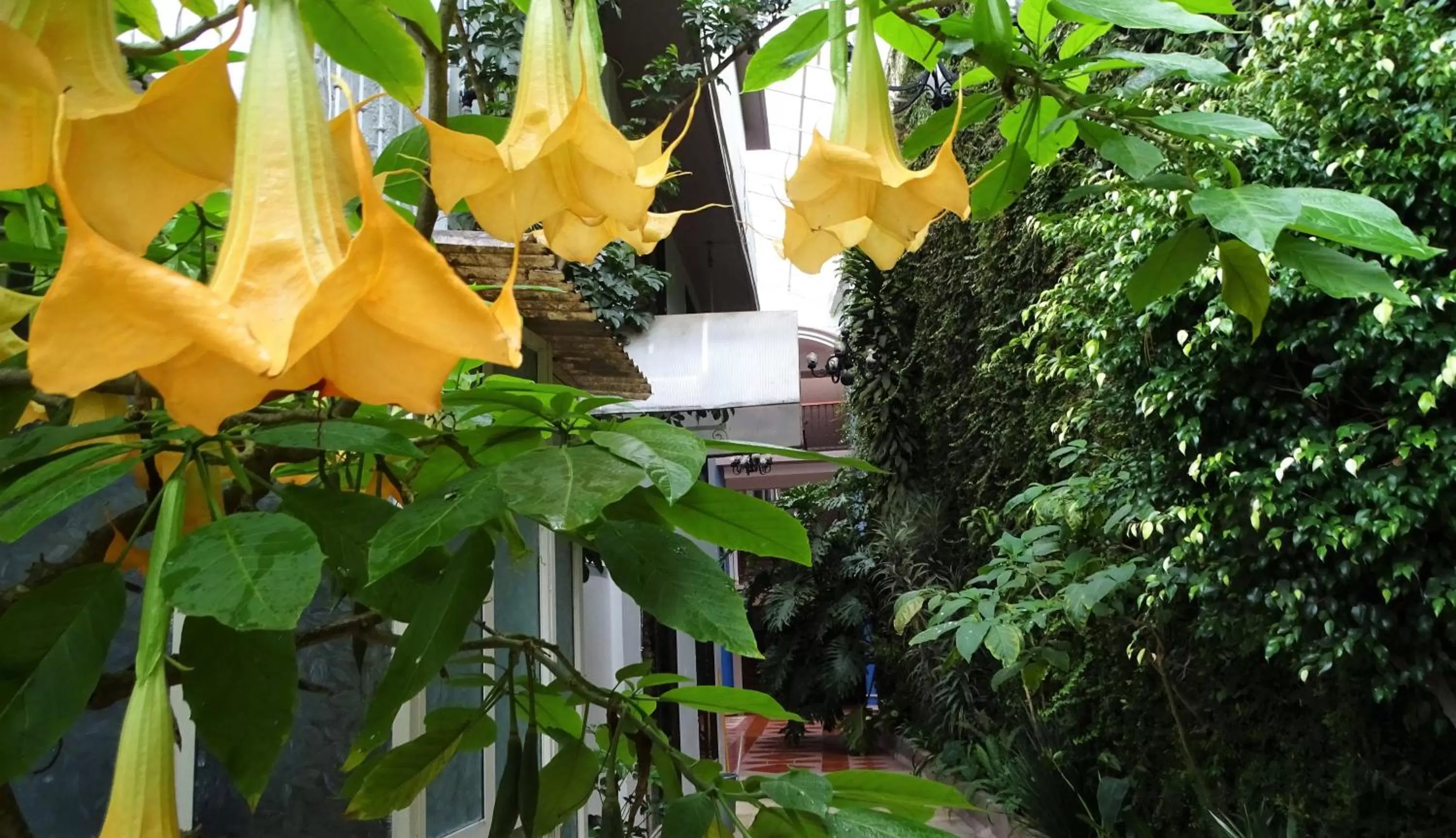 Patio in Hotel Jardines Del Carmen