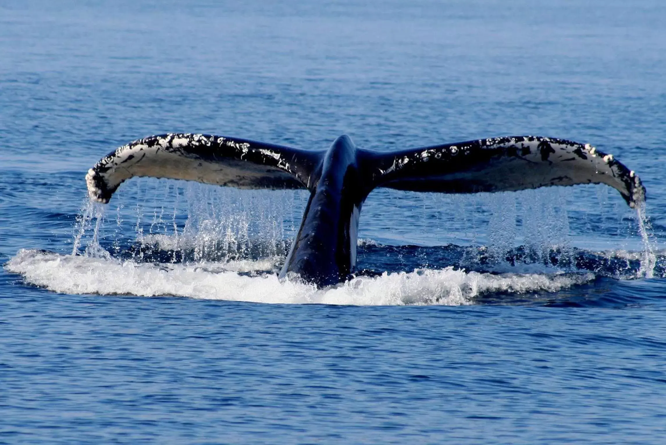 Garden view, Other Animals in Qualicum Breeze Beach Resort