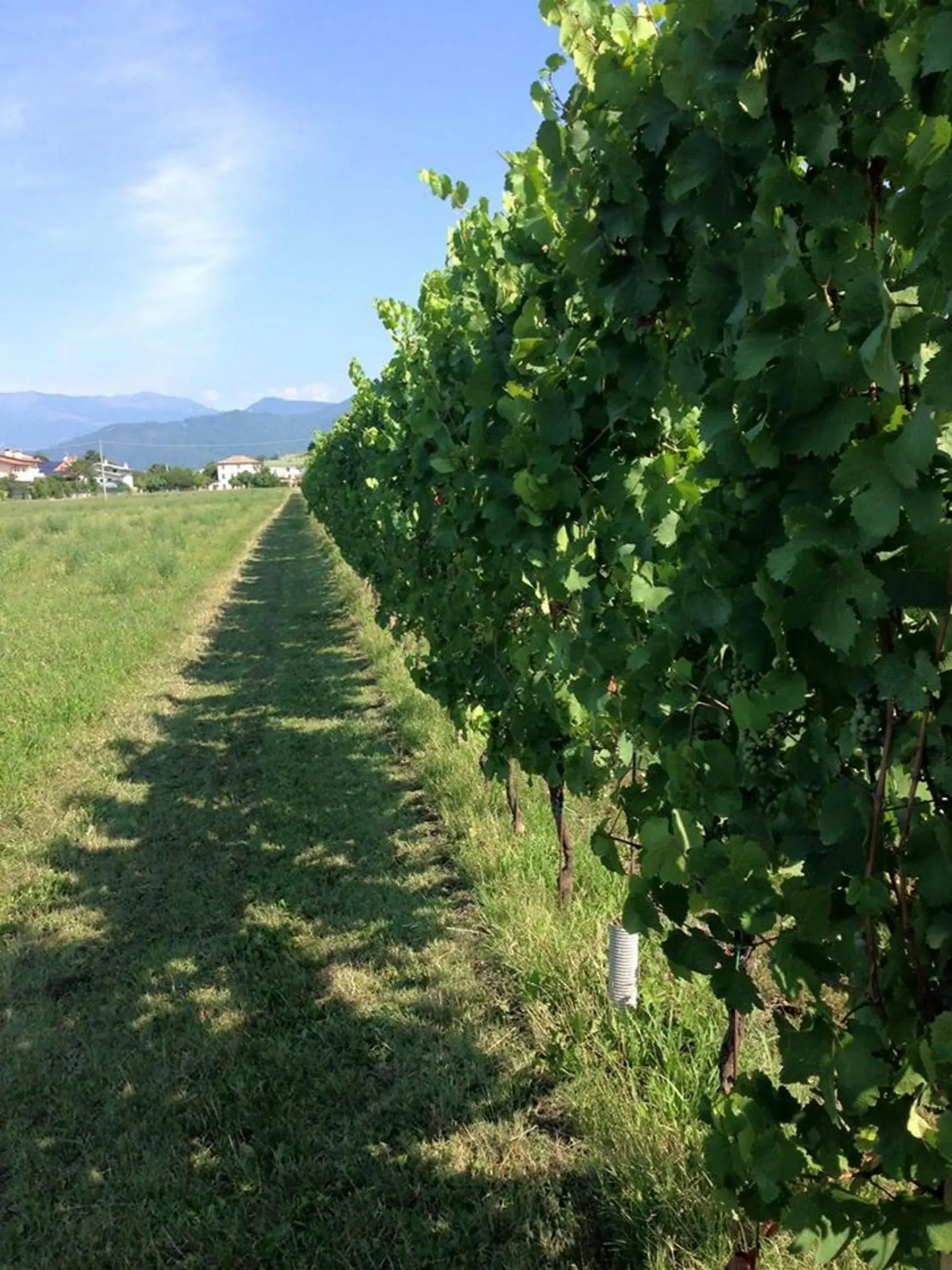 Natural landscape in Wine Hotel San Giacomo Activity & Wellness