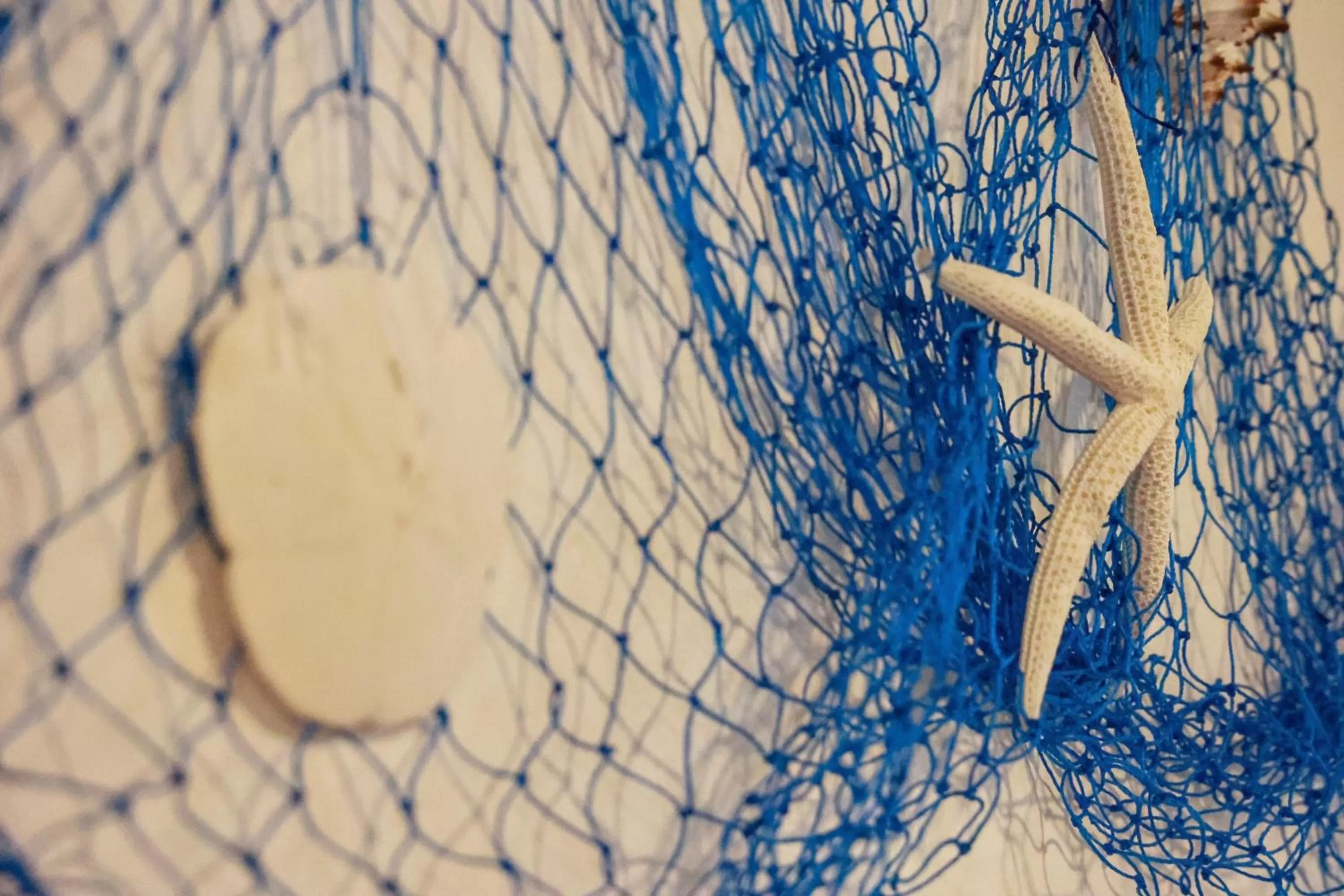 Decorative detail, Other Animals in Casa María