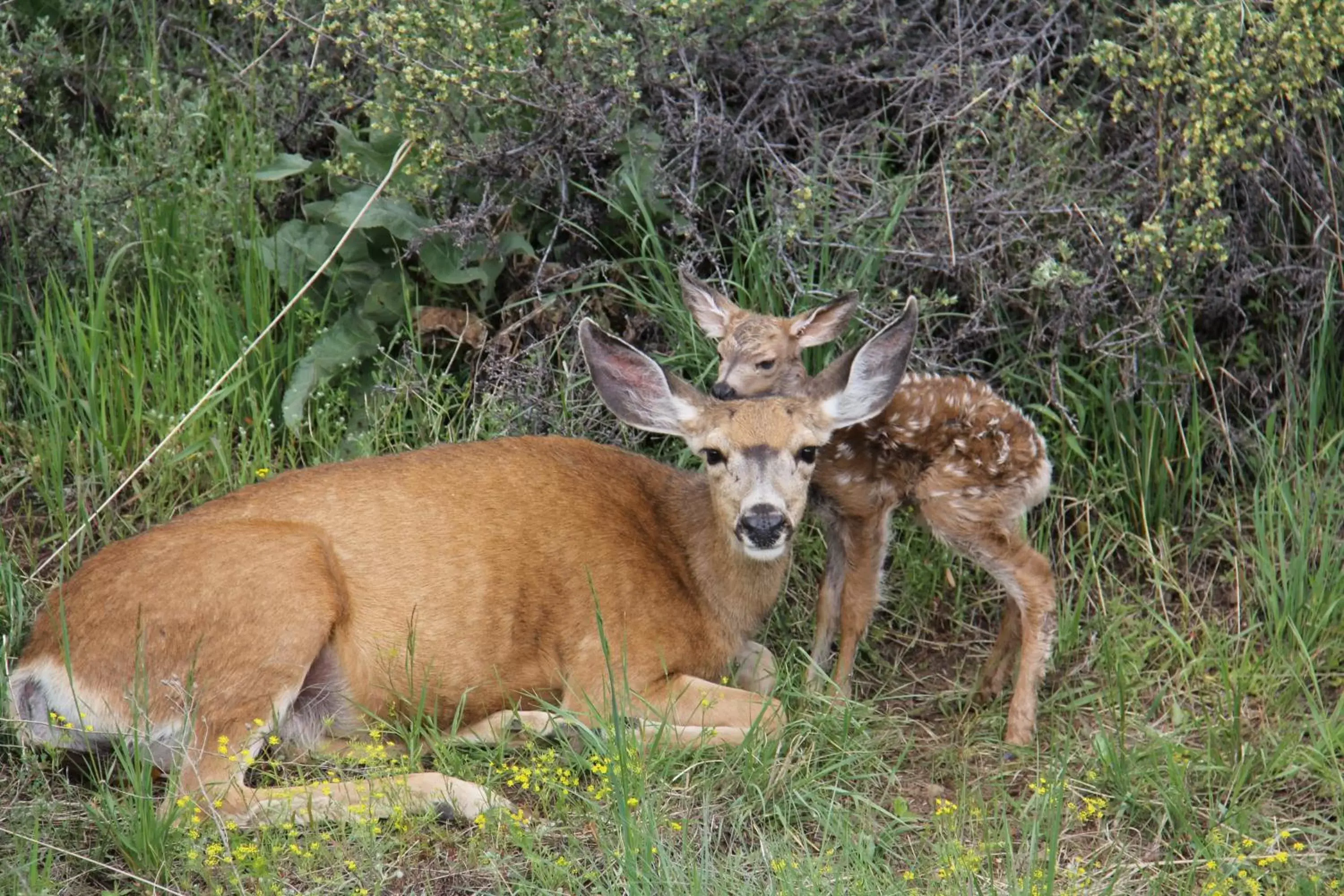 Area and facilities, Other Animals in Hotel Rio Vista