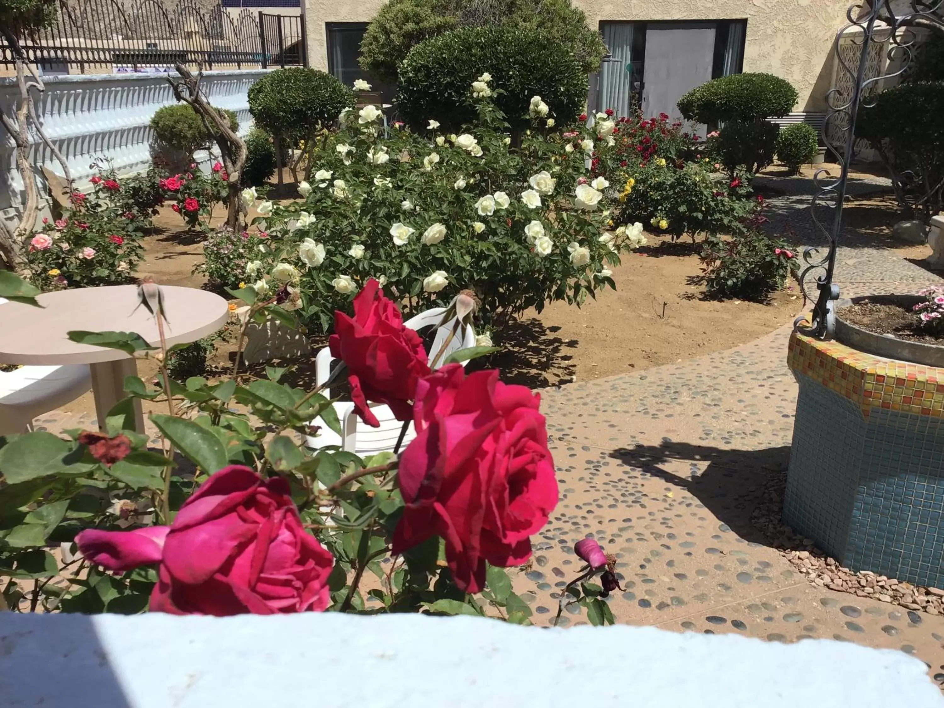 Garden in Americas Best Value Inn and Suites -Yucca Valley