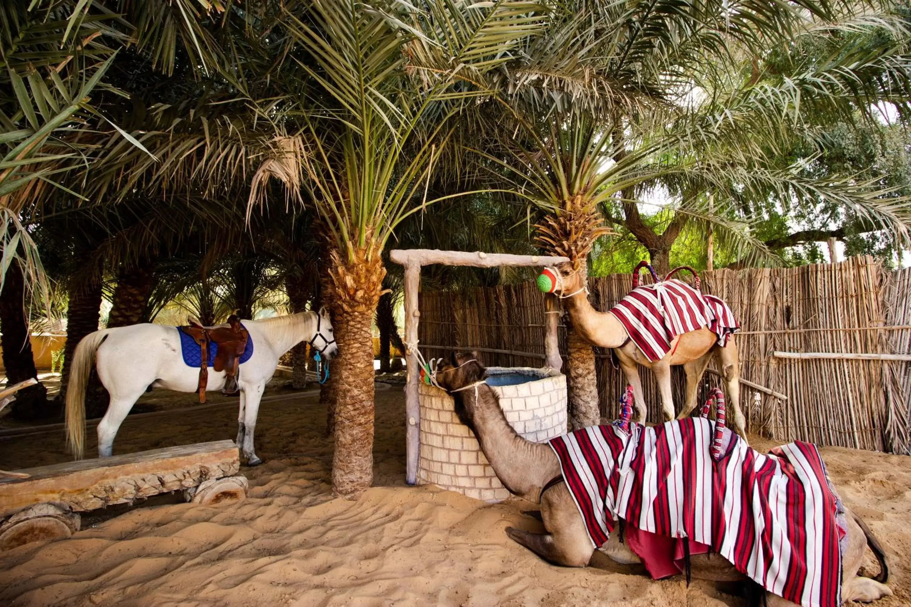 Activities in Telal Resort Al Ain