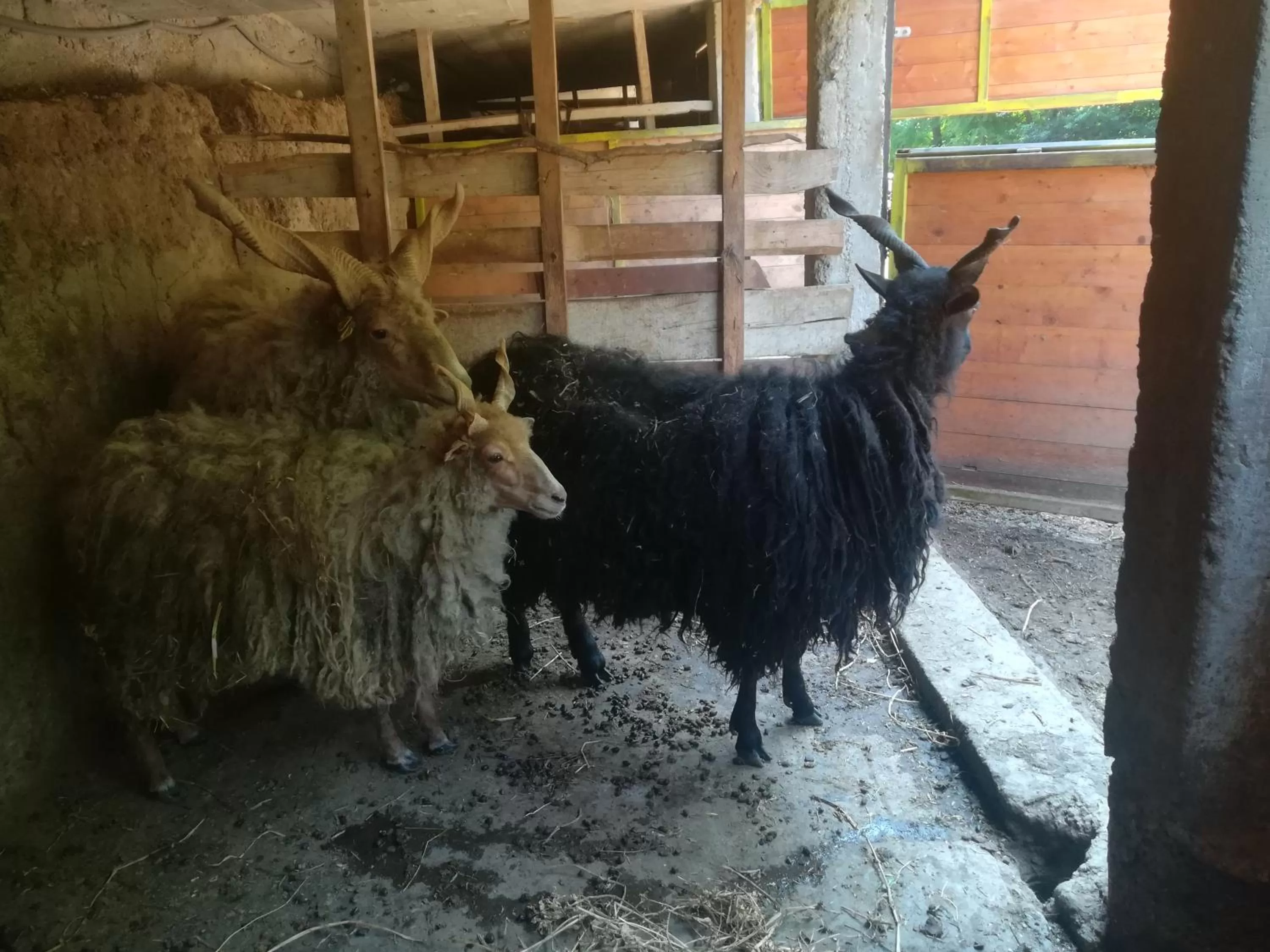 Animals in Etno selo Vile Jefimija, selo Preobrazenje, Vranje