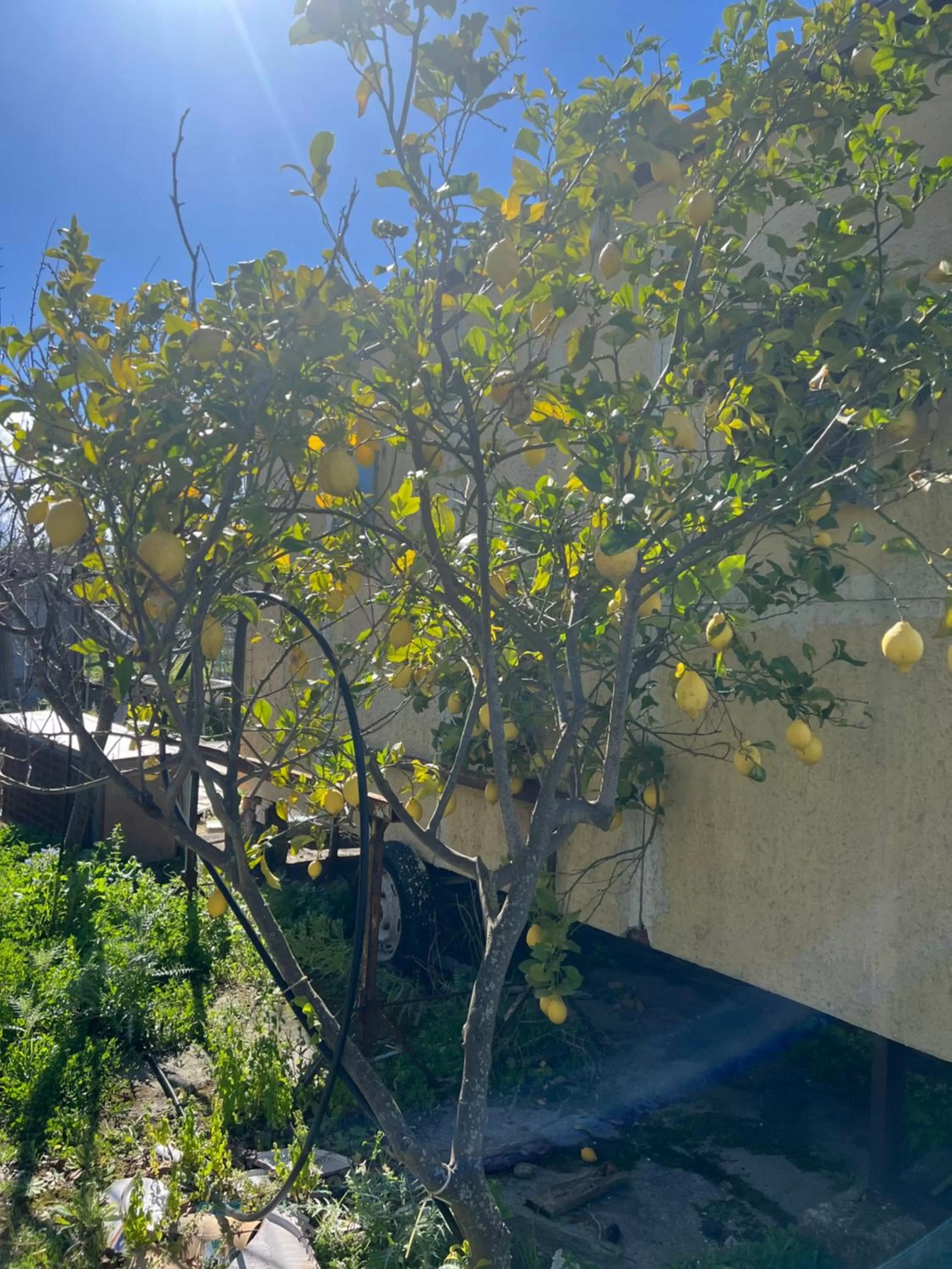 Garden in Bellavista