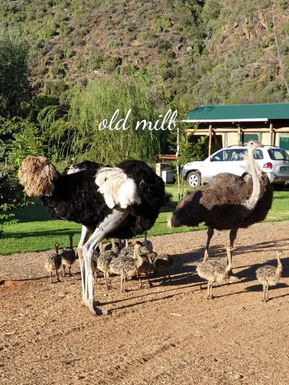 Day, Other Animals in Old Mill Lodge, Seasonal Working Ostrich Farm & Restaurant, Oudtshoorn