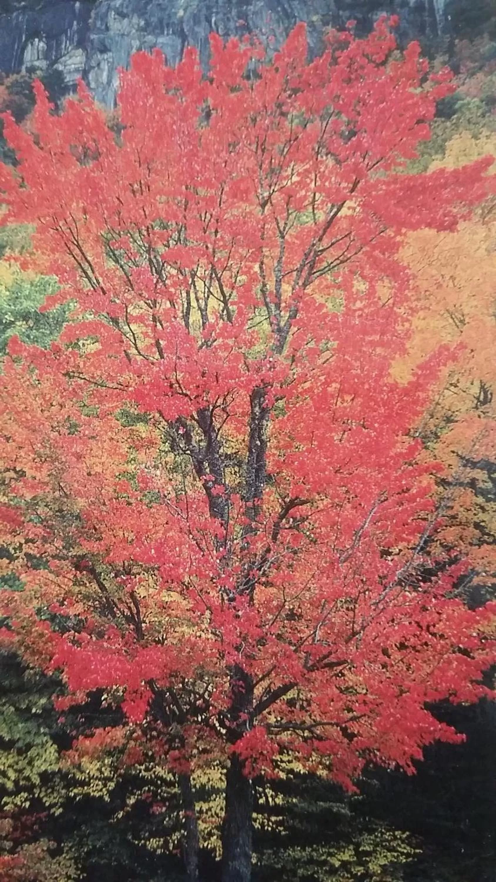 Natural landscape in EastGate Inn