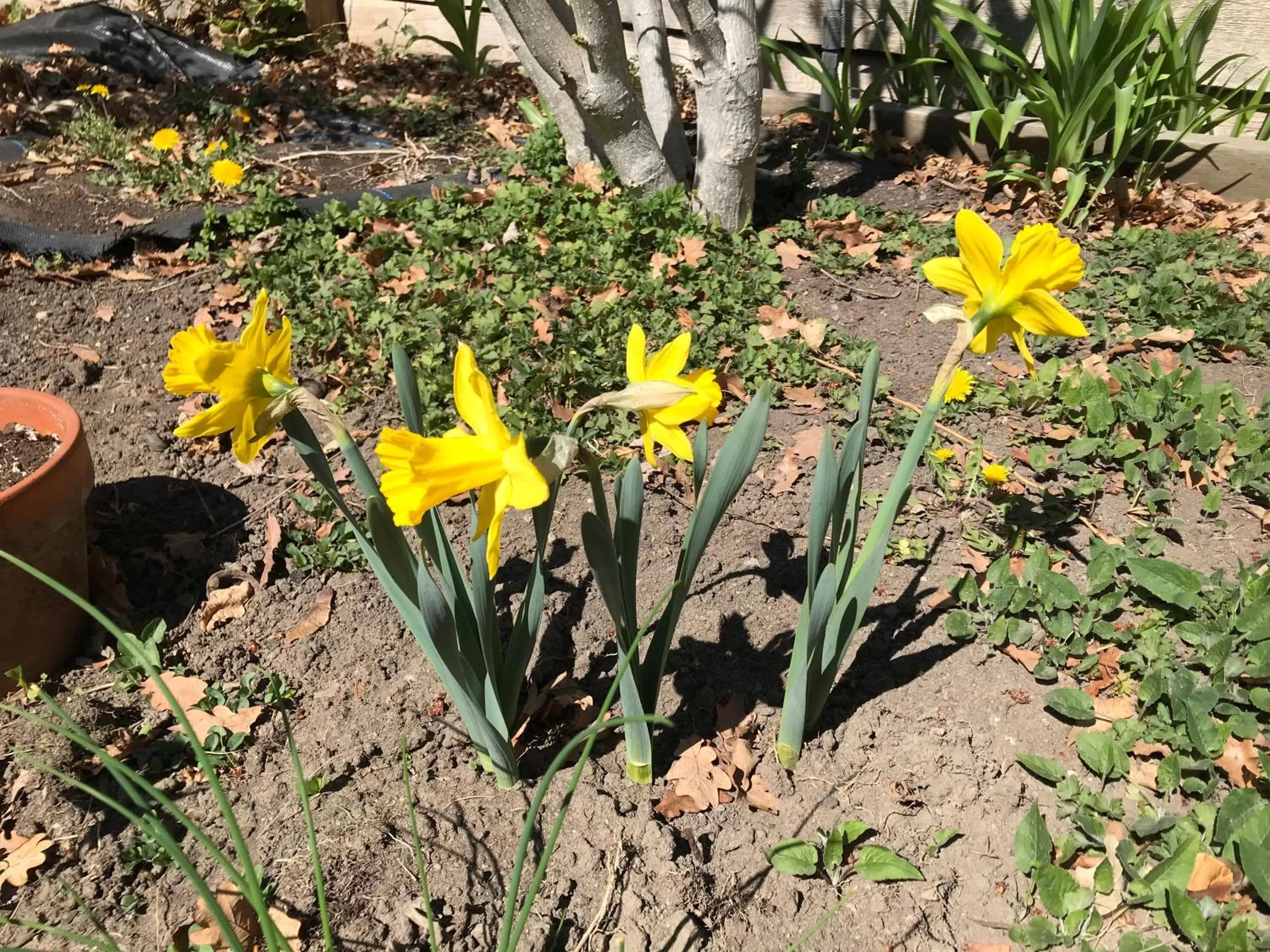 Garden in Stirling House