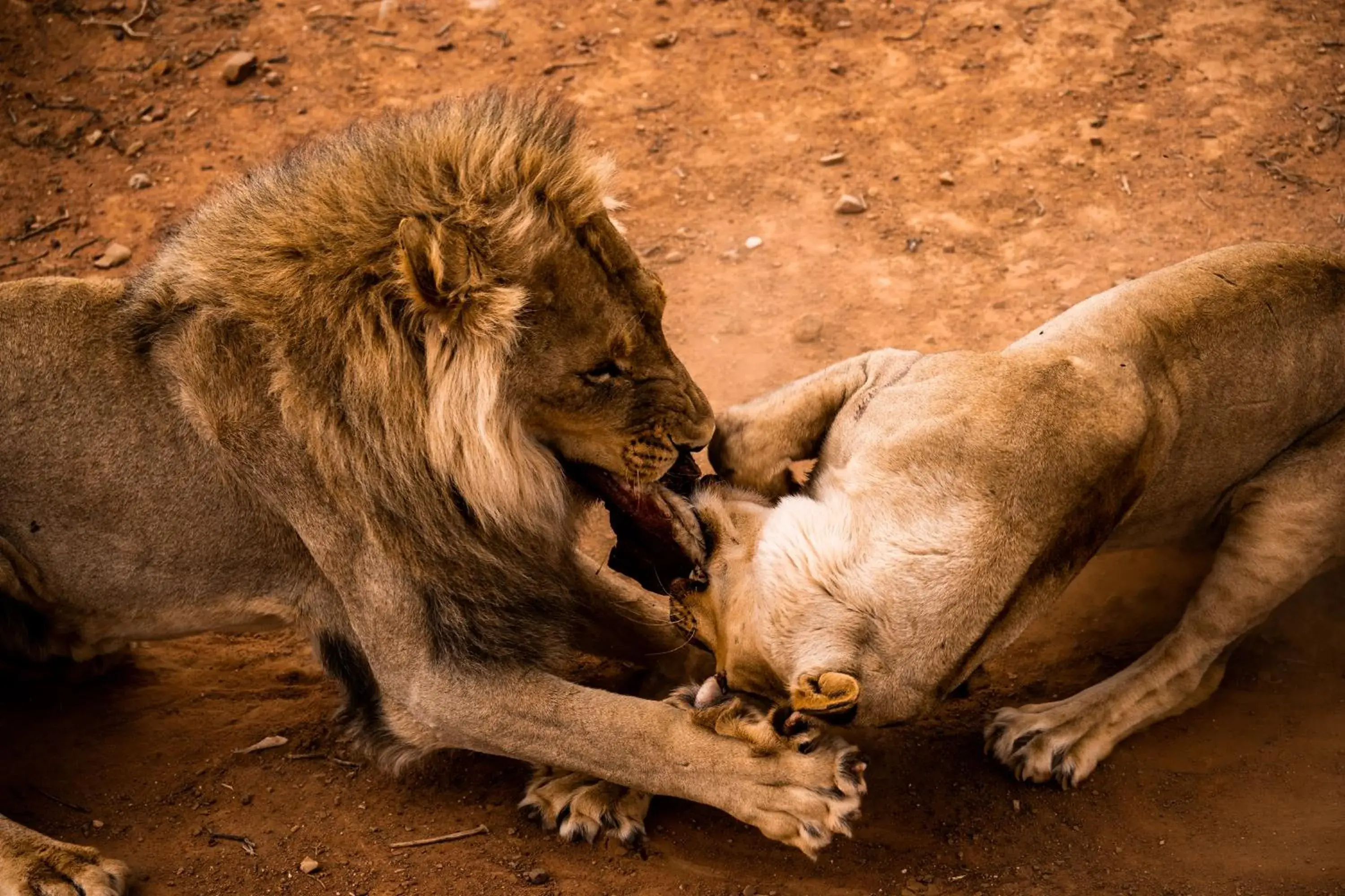 Activities, Other Animals in Buffelsdrift Game Lodge