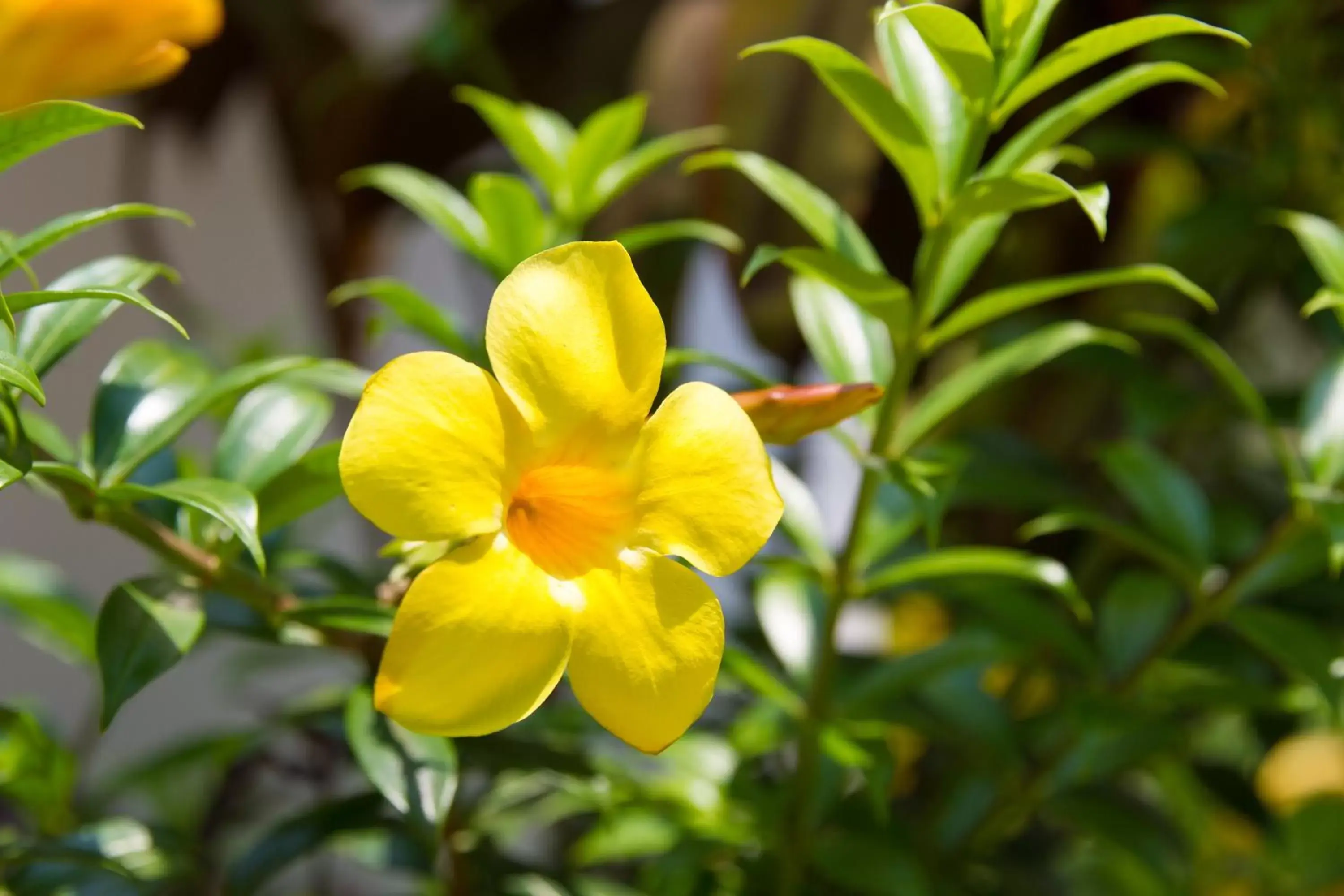 Garden in Mary Beach Hotel & Resort