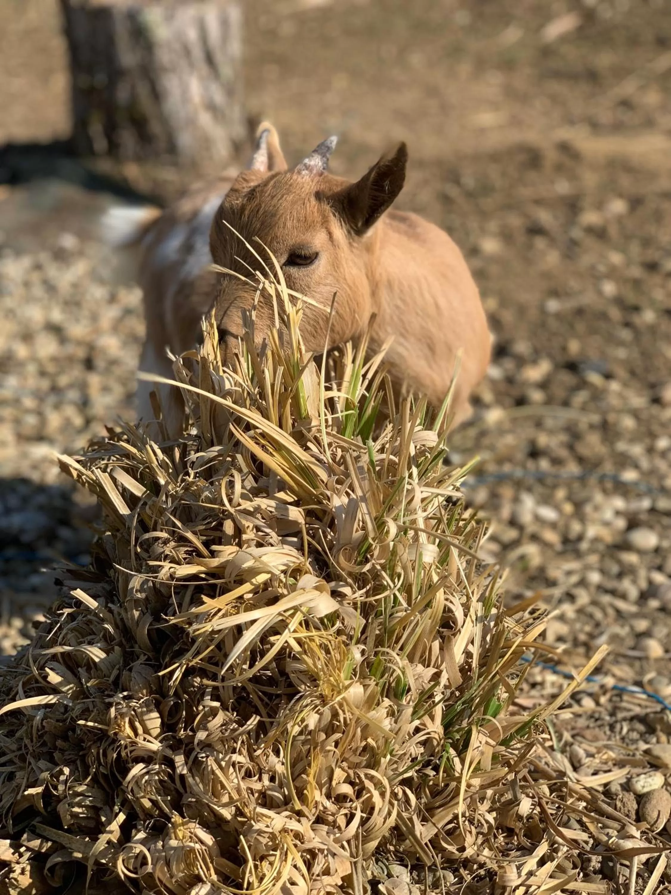 L’allée des peupliers