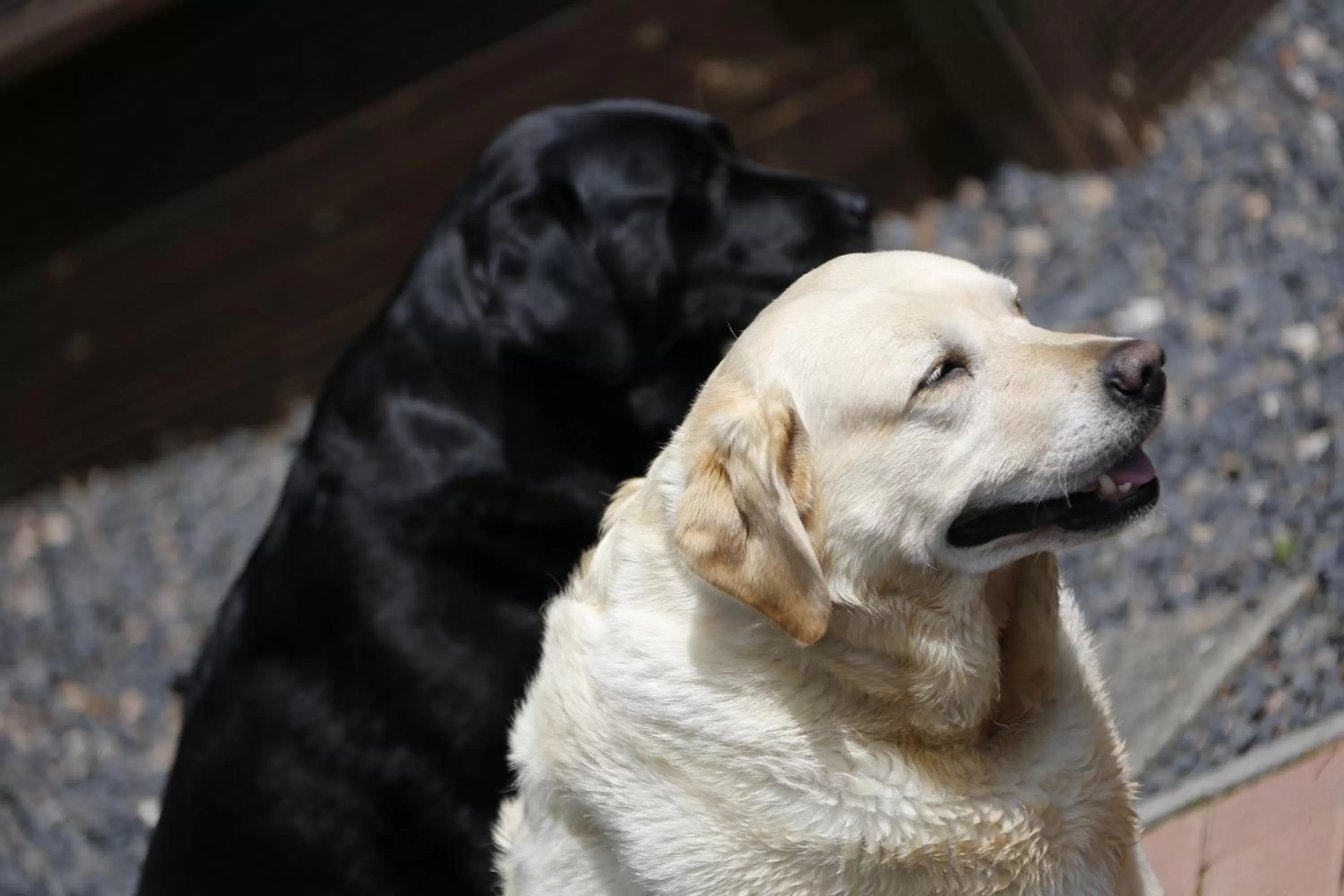 Pets in All Seasons Philipburn, BW Signature Collection