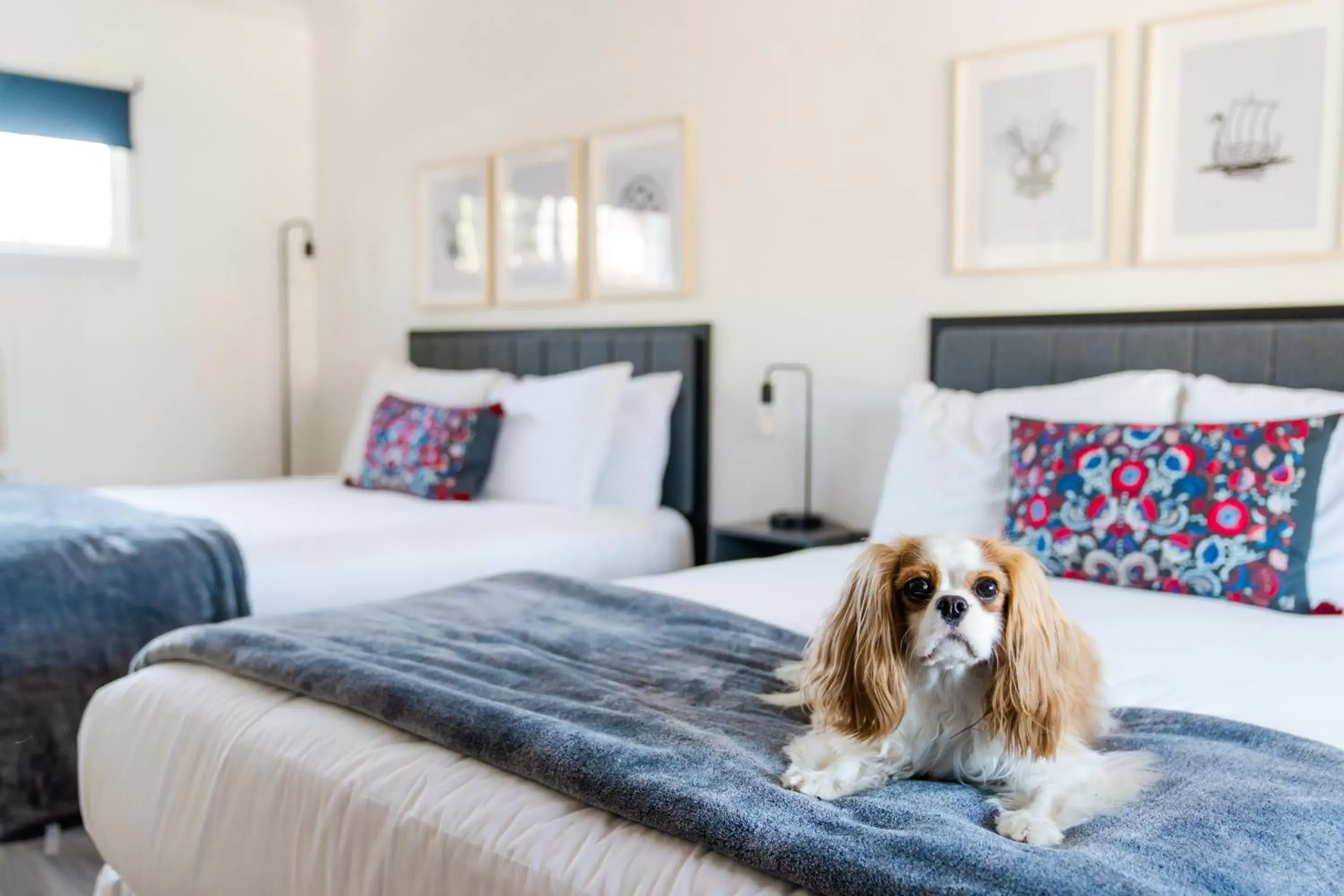 Pets, Bed in Viking Inn Pets, Bed in Viking Inn