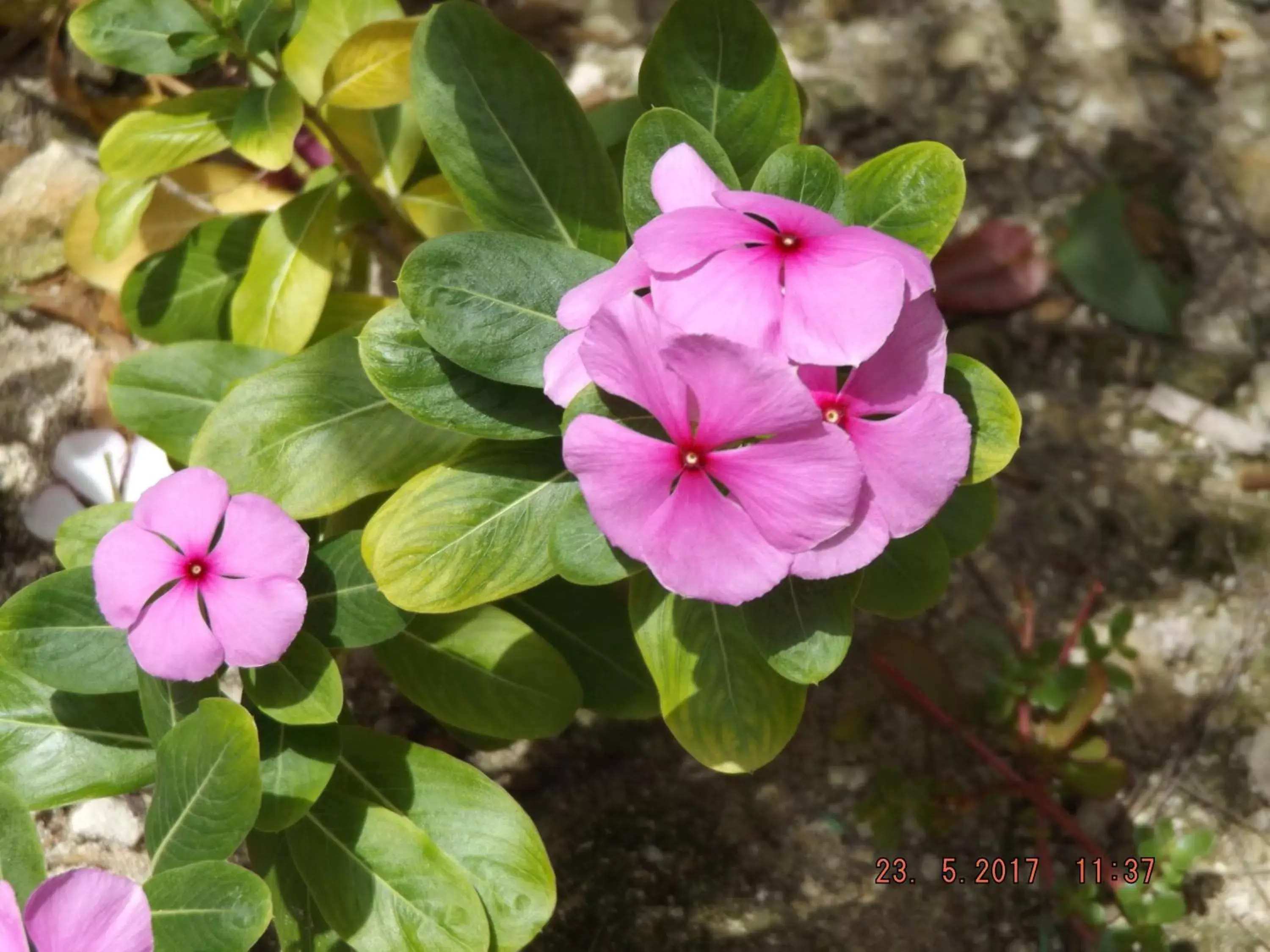 Garden in Riviera Punta Cana Eco Travelers