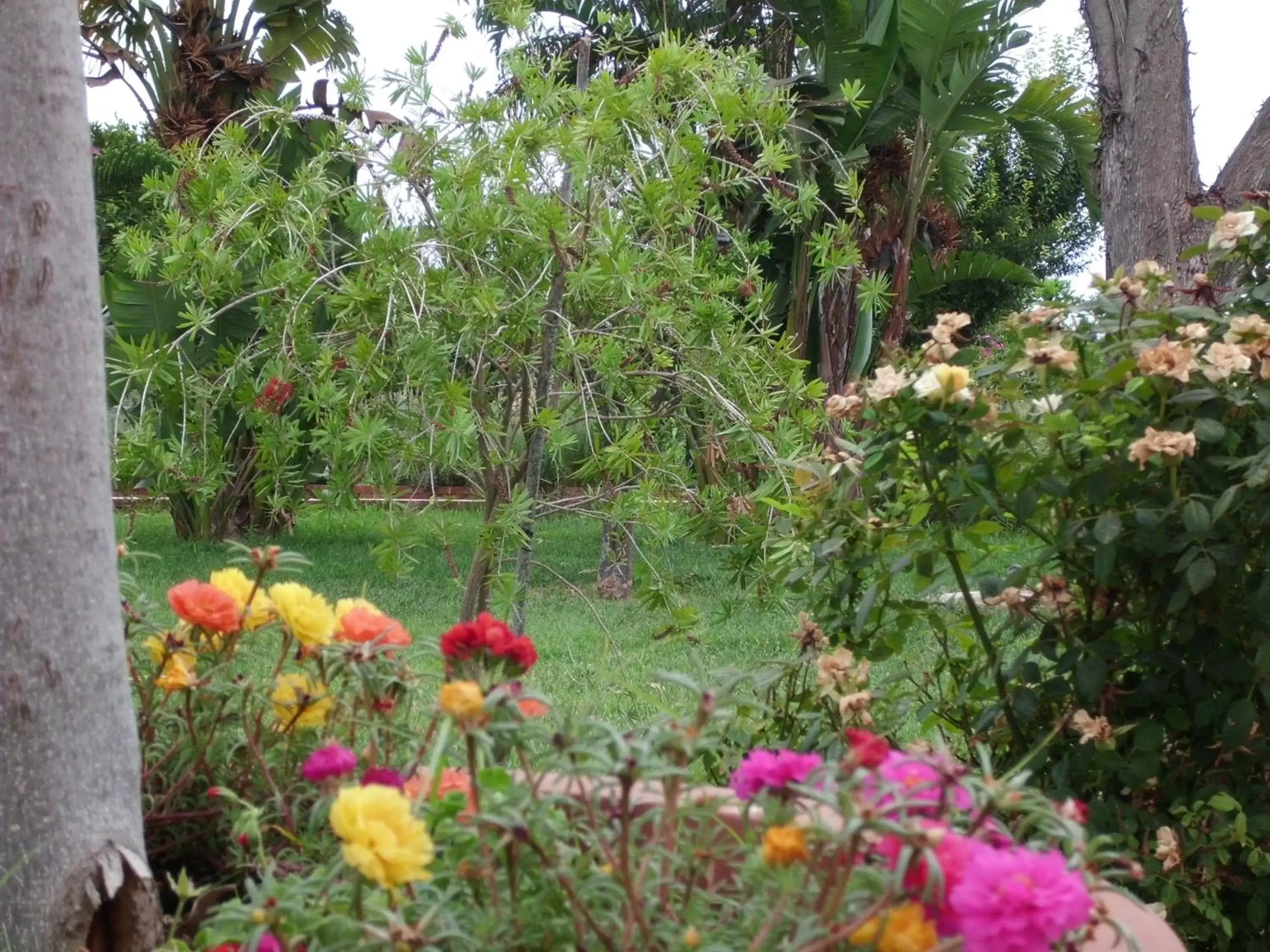 Garden in Villa Cristina